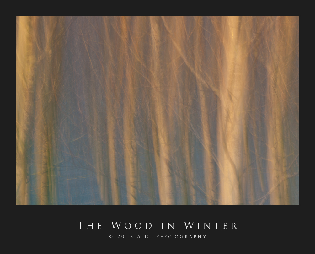 The Wood in Winter