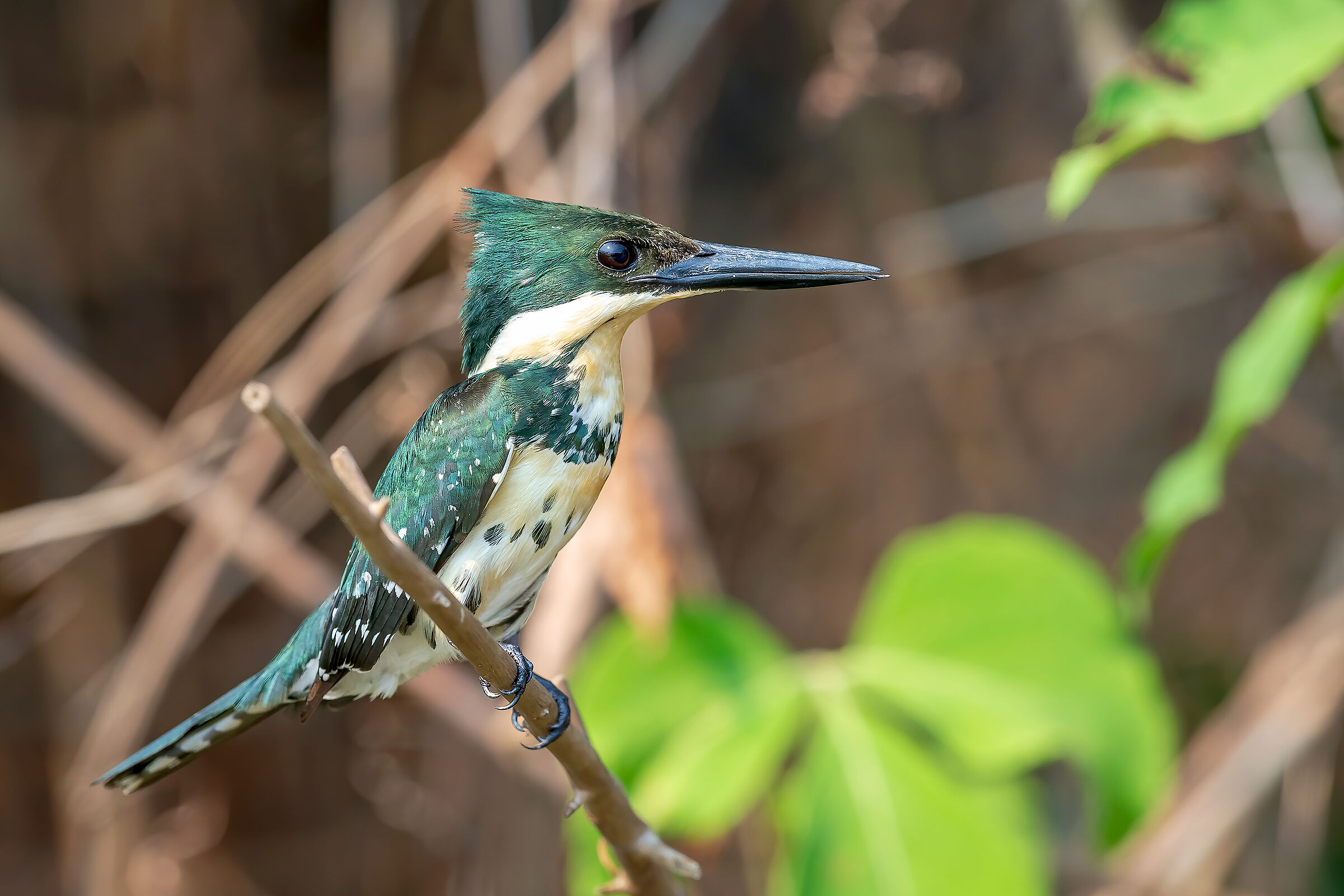 Martin pescatore verde