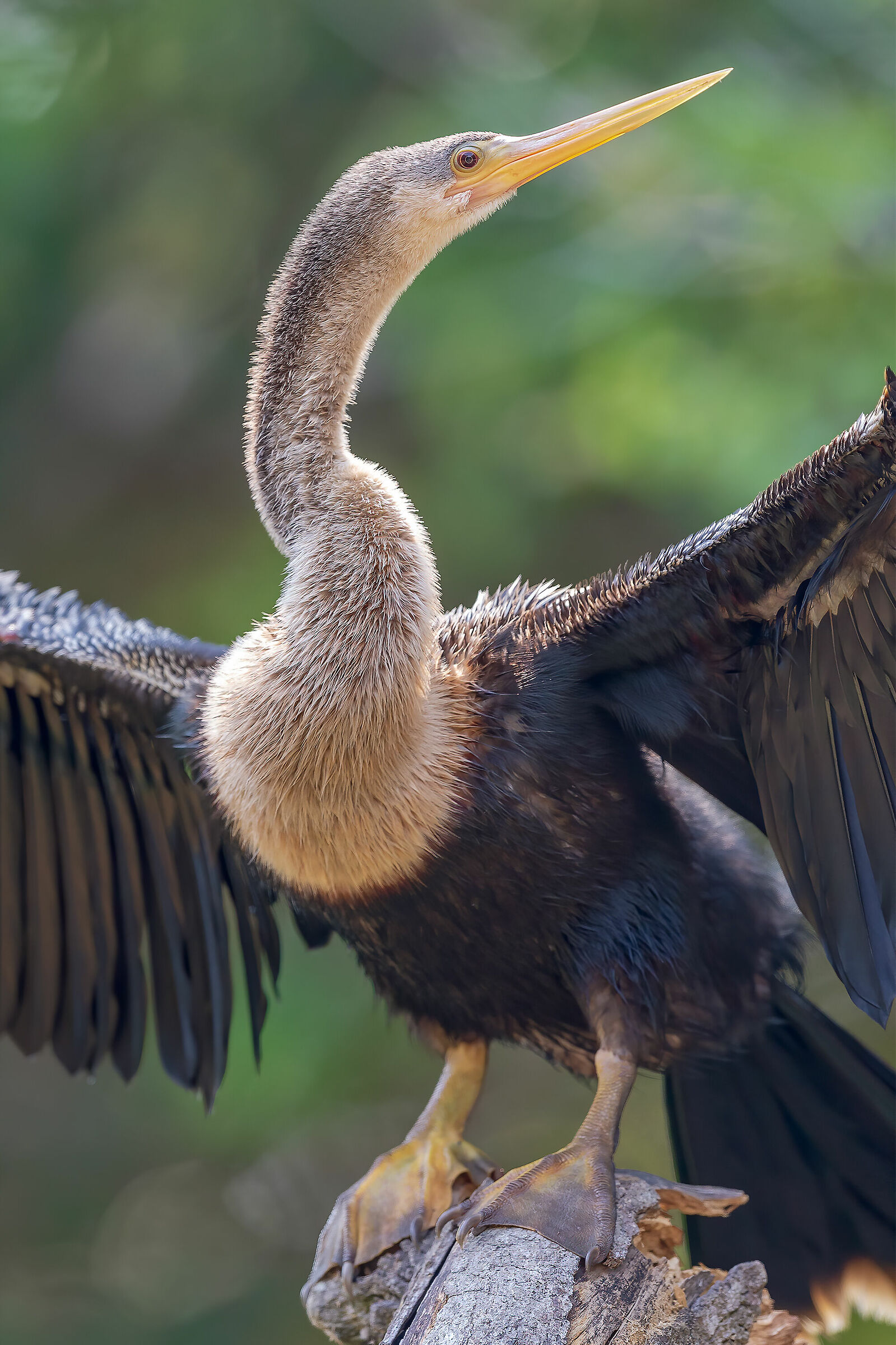 Anhinga