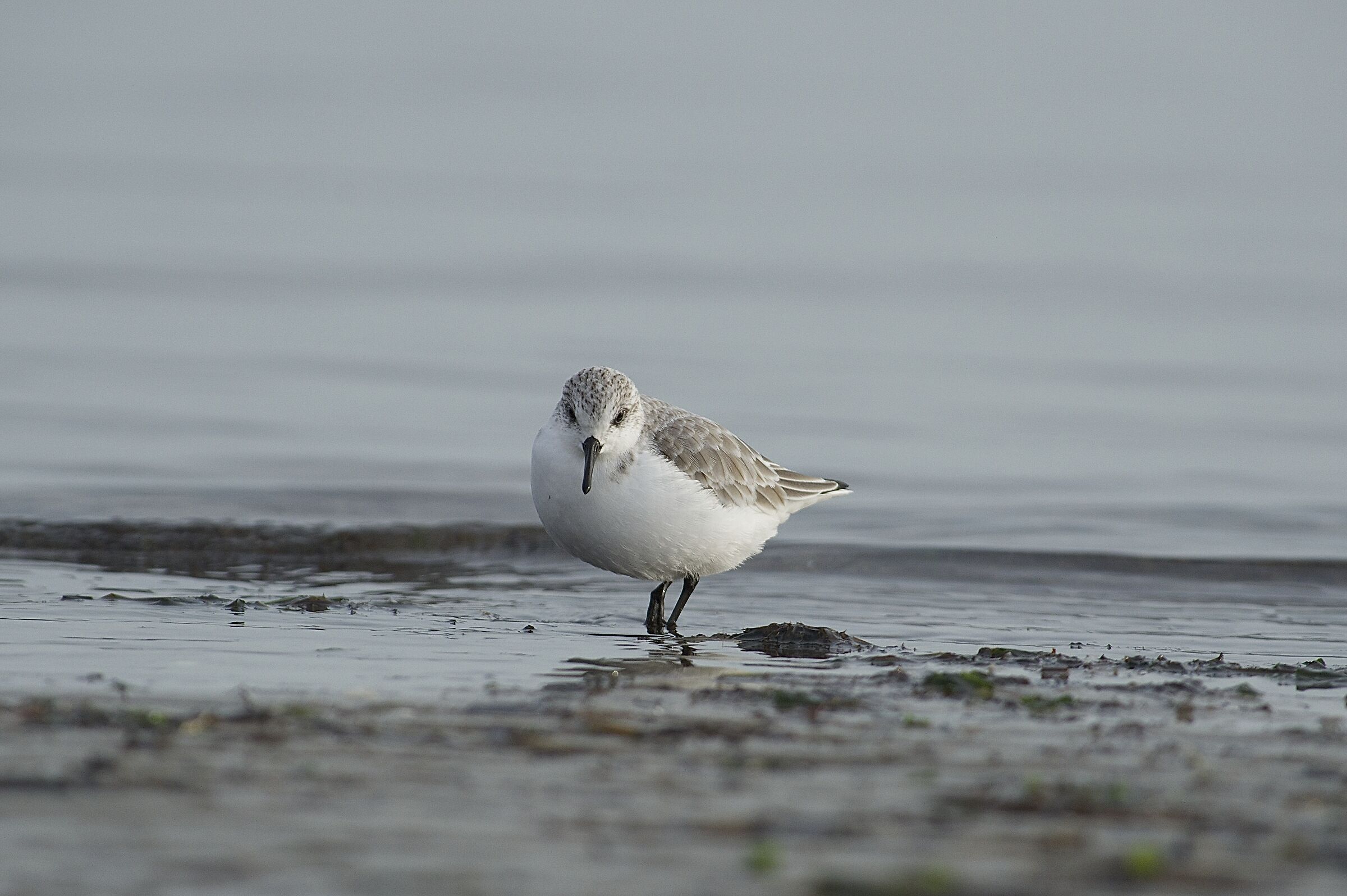 piovanello tridattilo