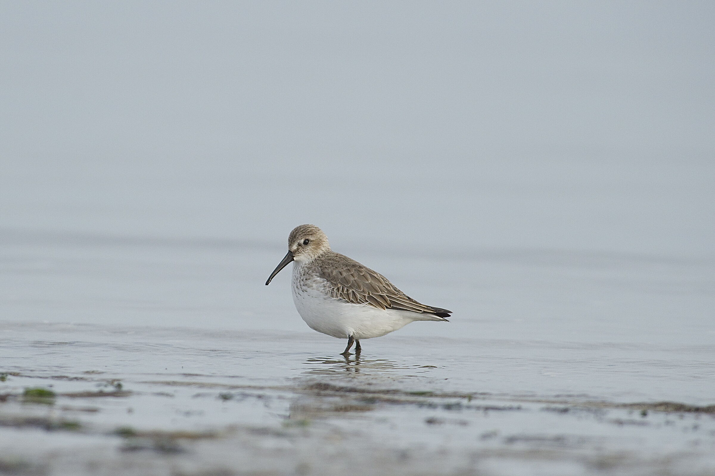 piovanello pancianera