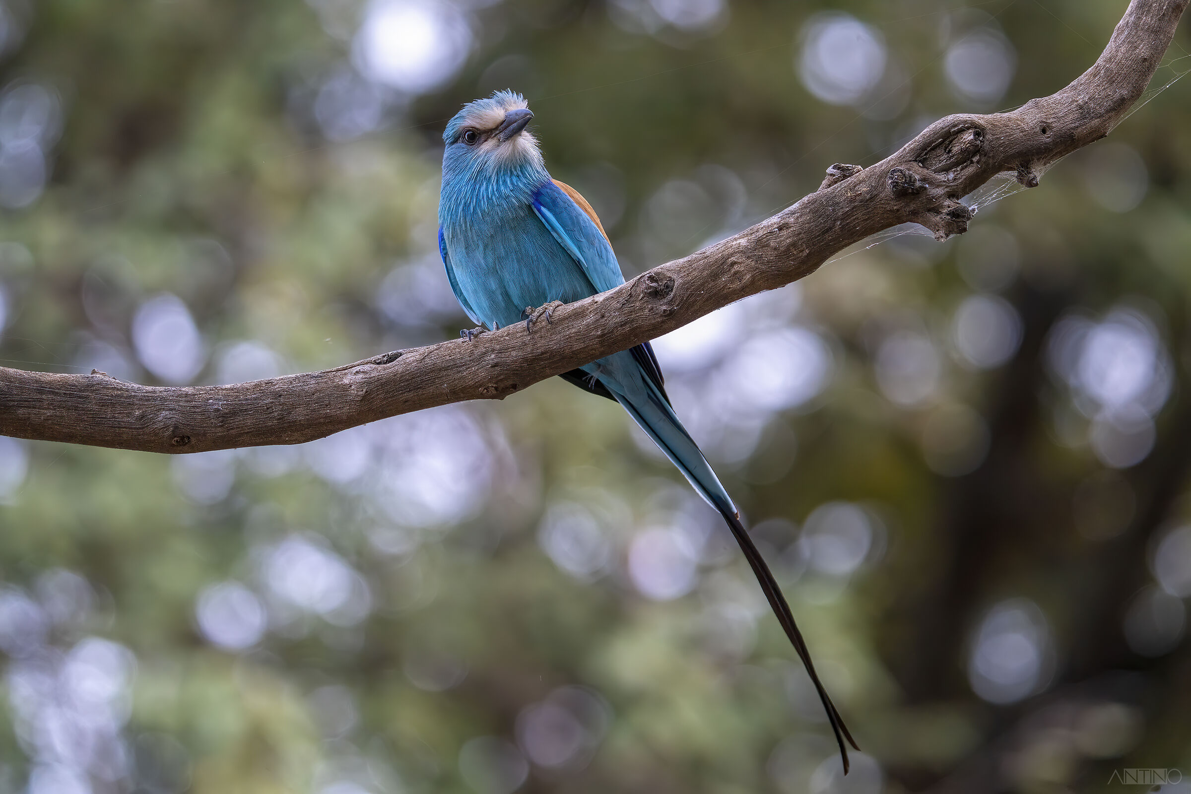 Ghiandaia marina abissina
