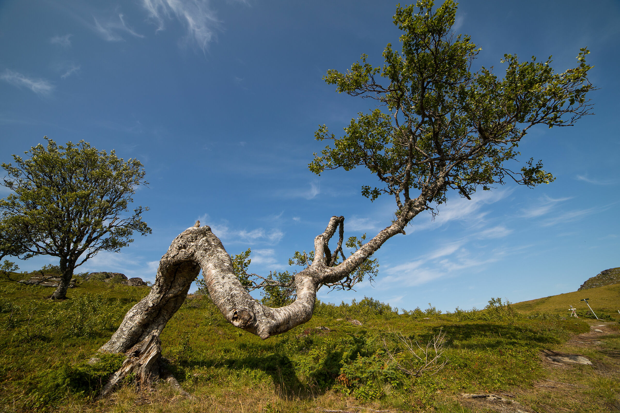 Hard to be a birch at times