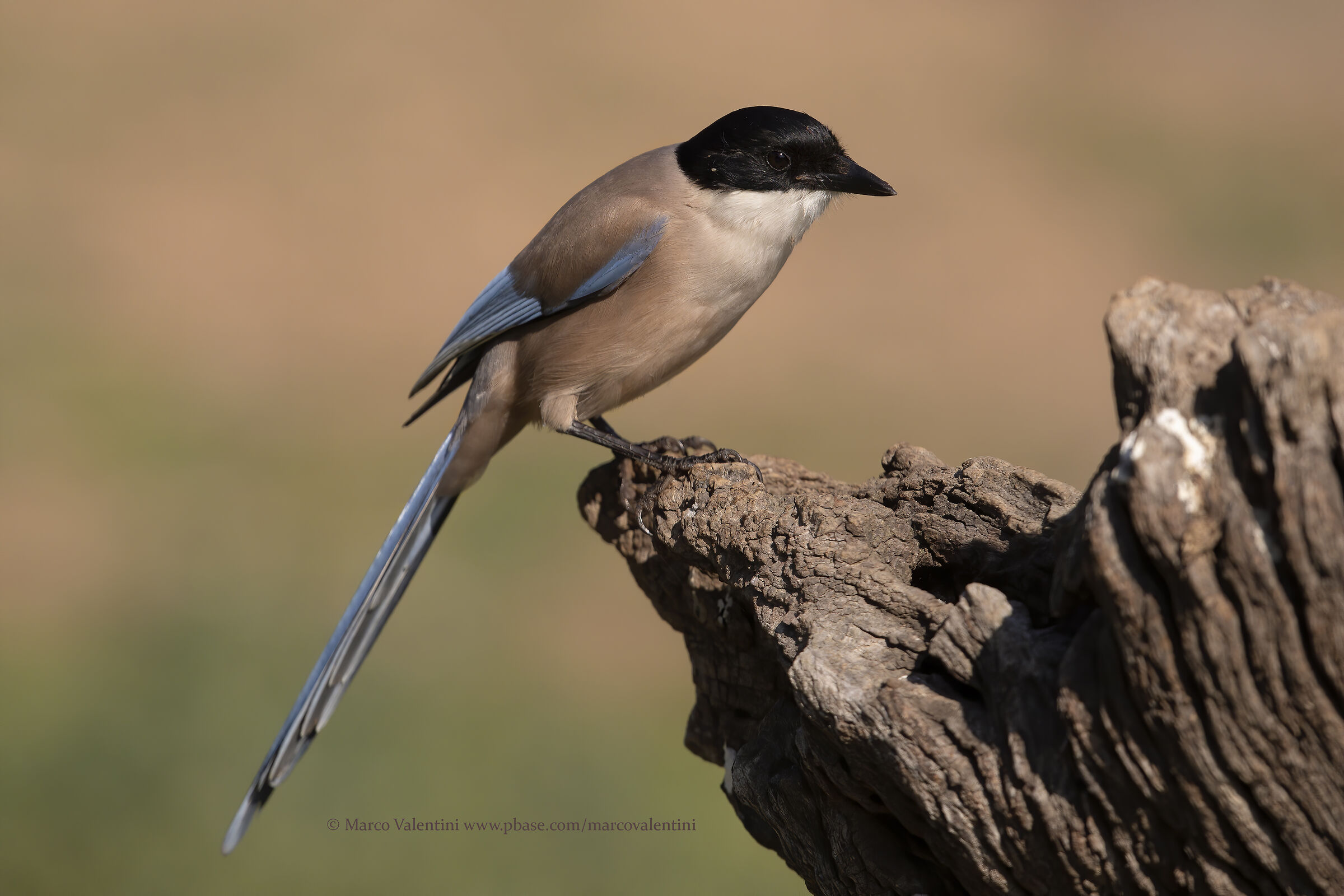 Blue wing magpie