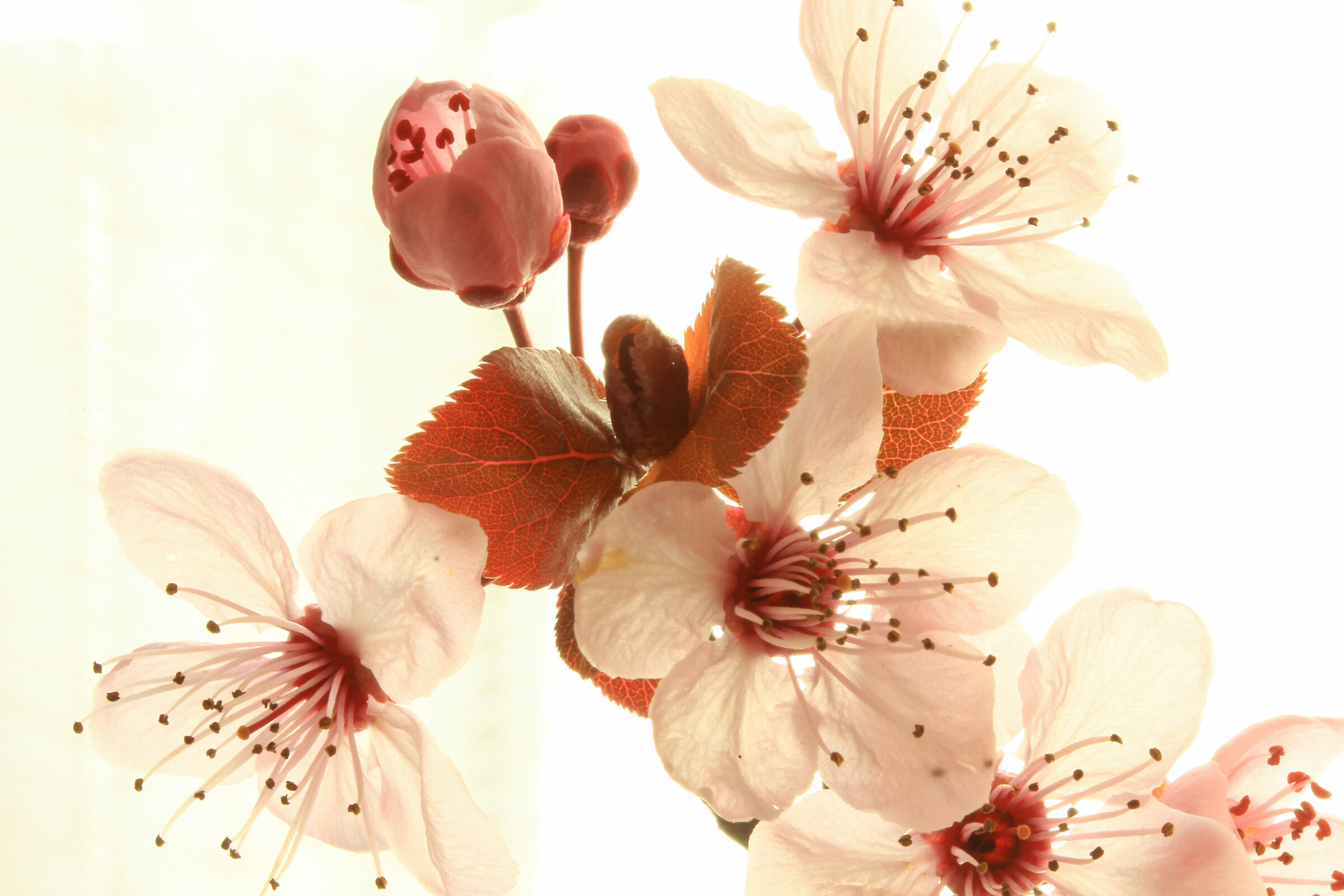 Despite everything, spring takes its course