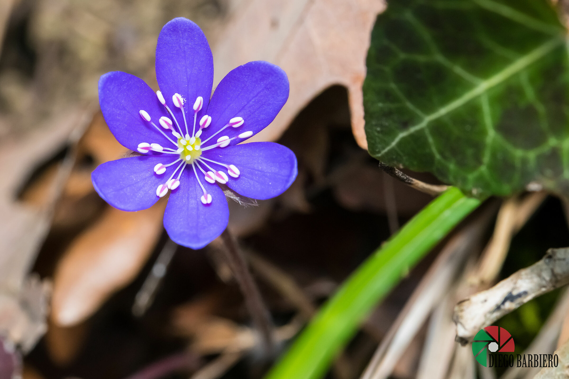 Hepatica nobilis.