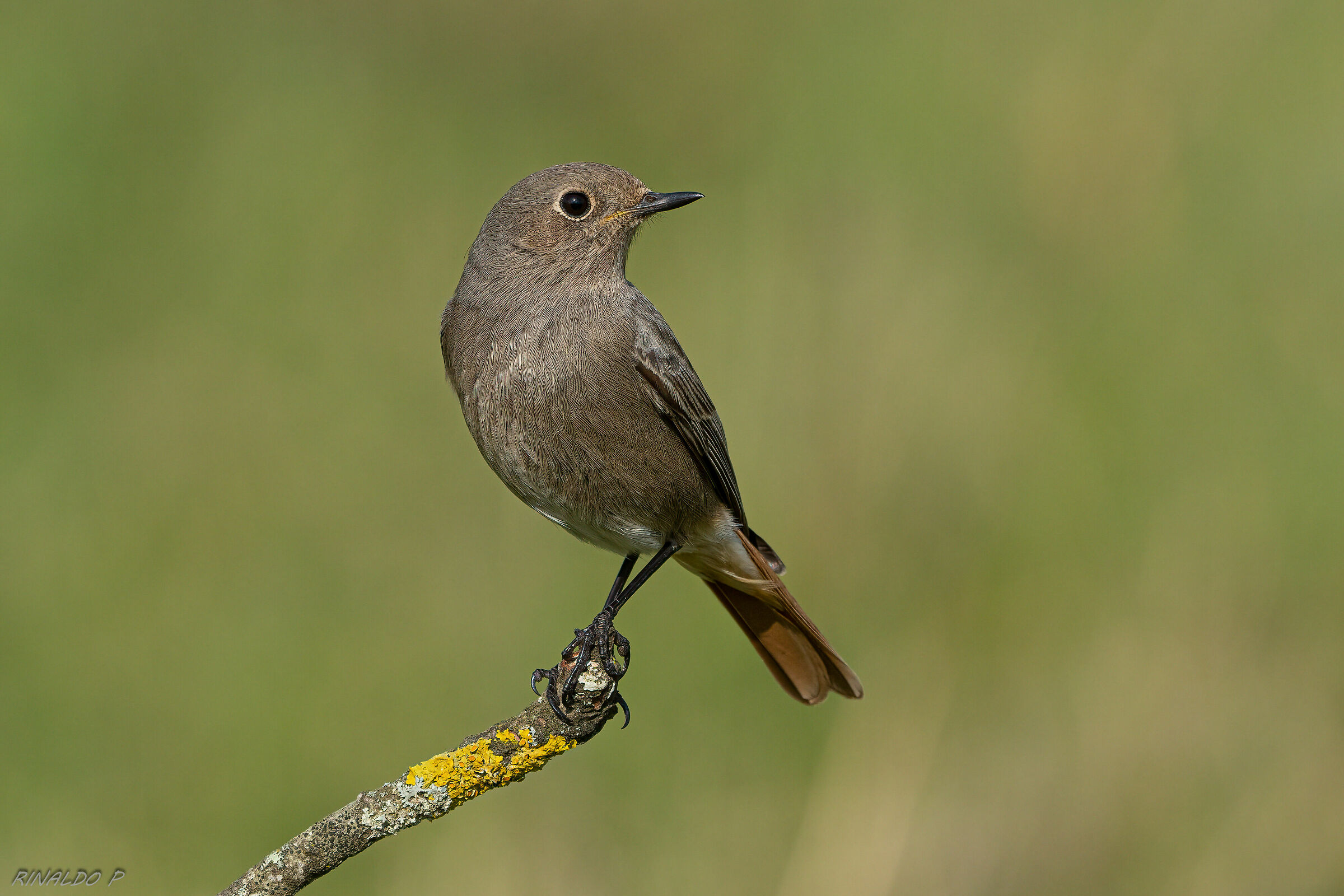 Codirosso spazzacamino f.