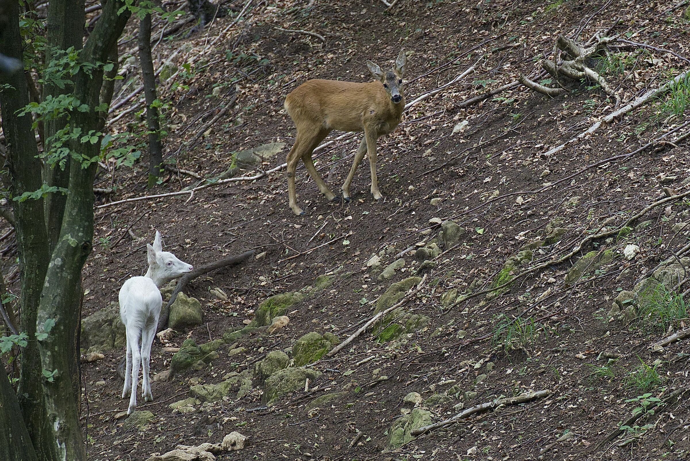 capriolo albino