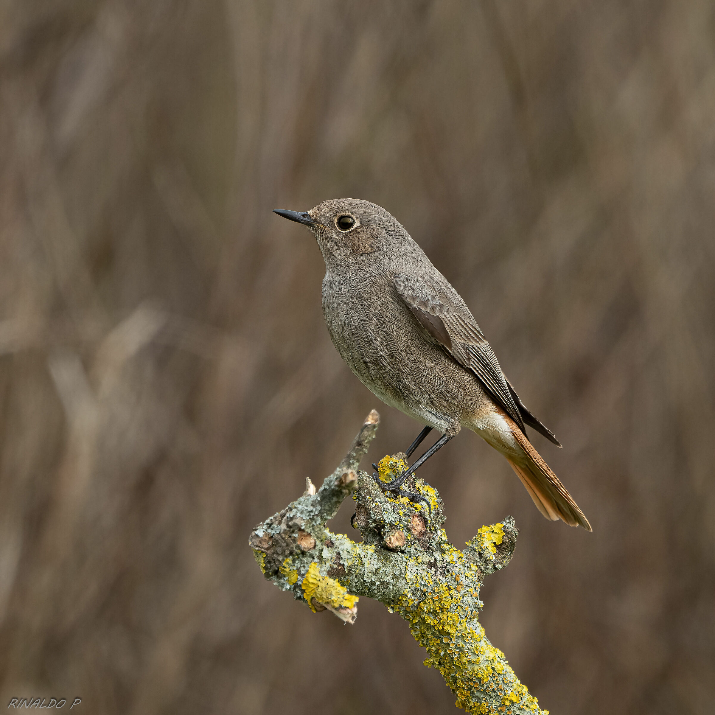 Codirosso spazzacamino f.