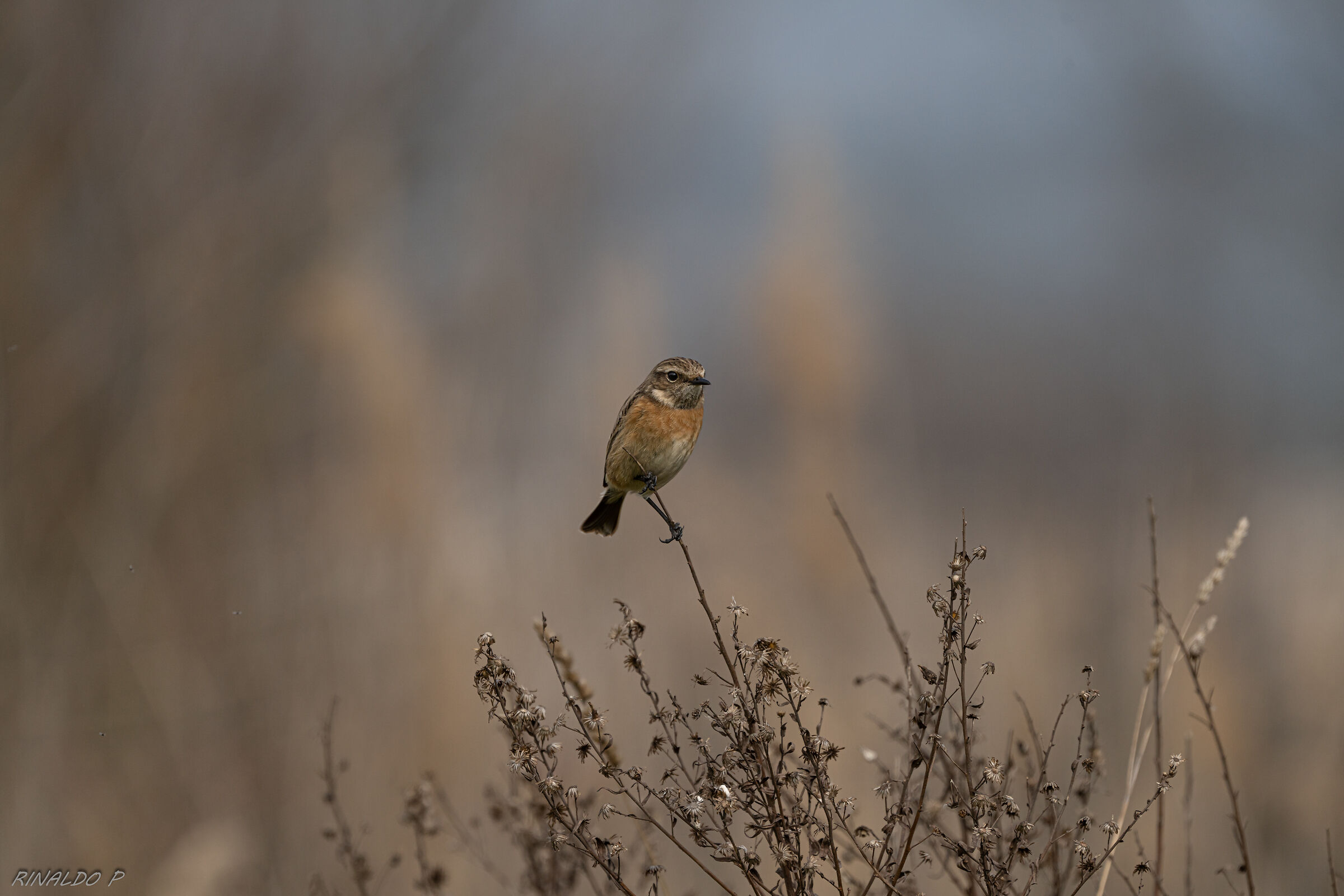 Saltimpalo f.al tramonto