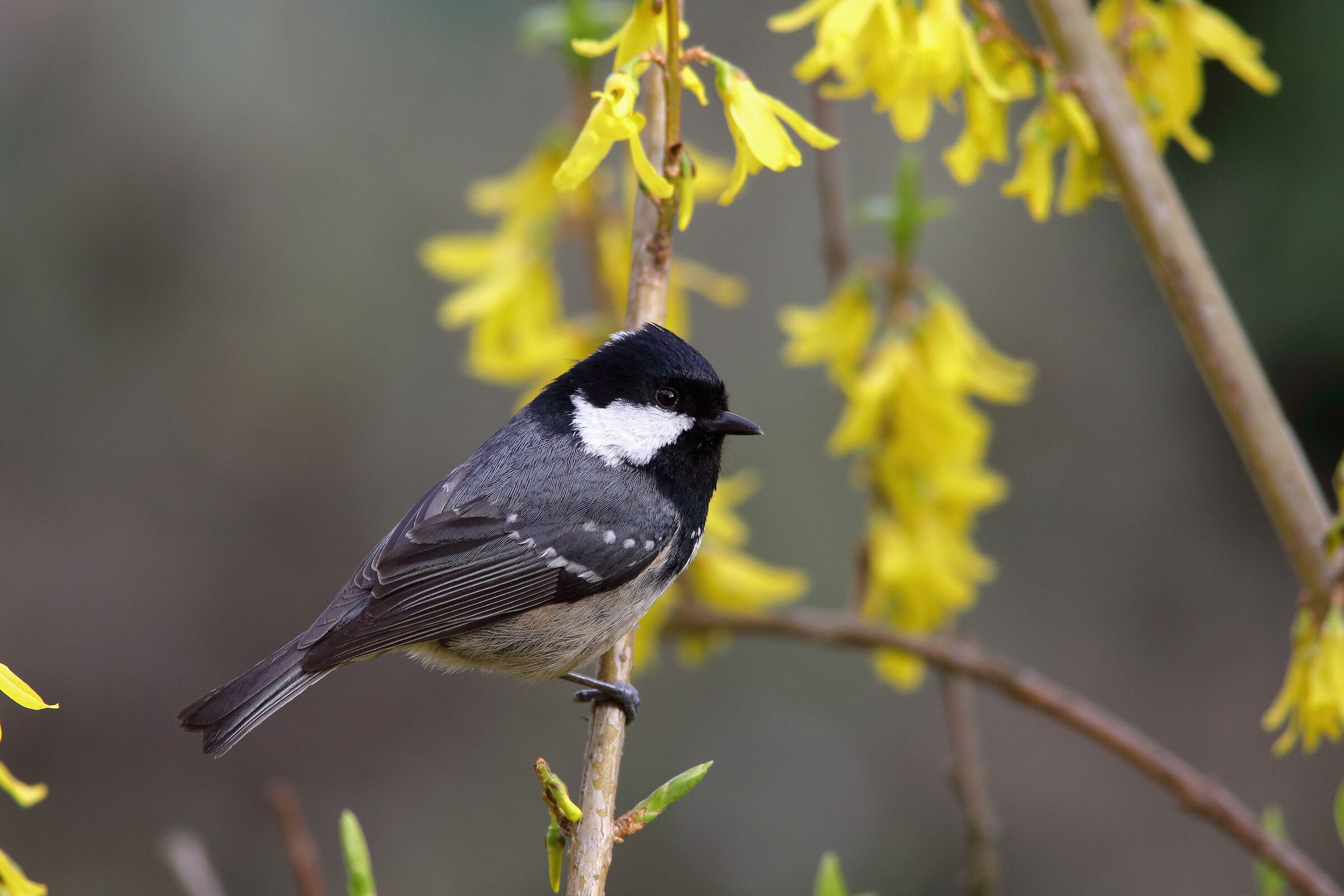 Parus ater or blackberry