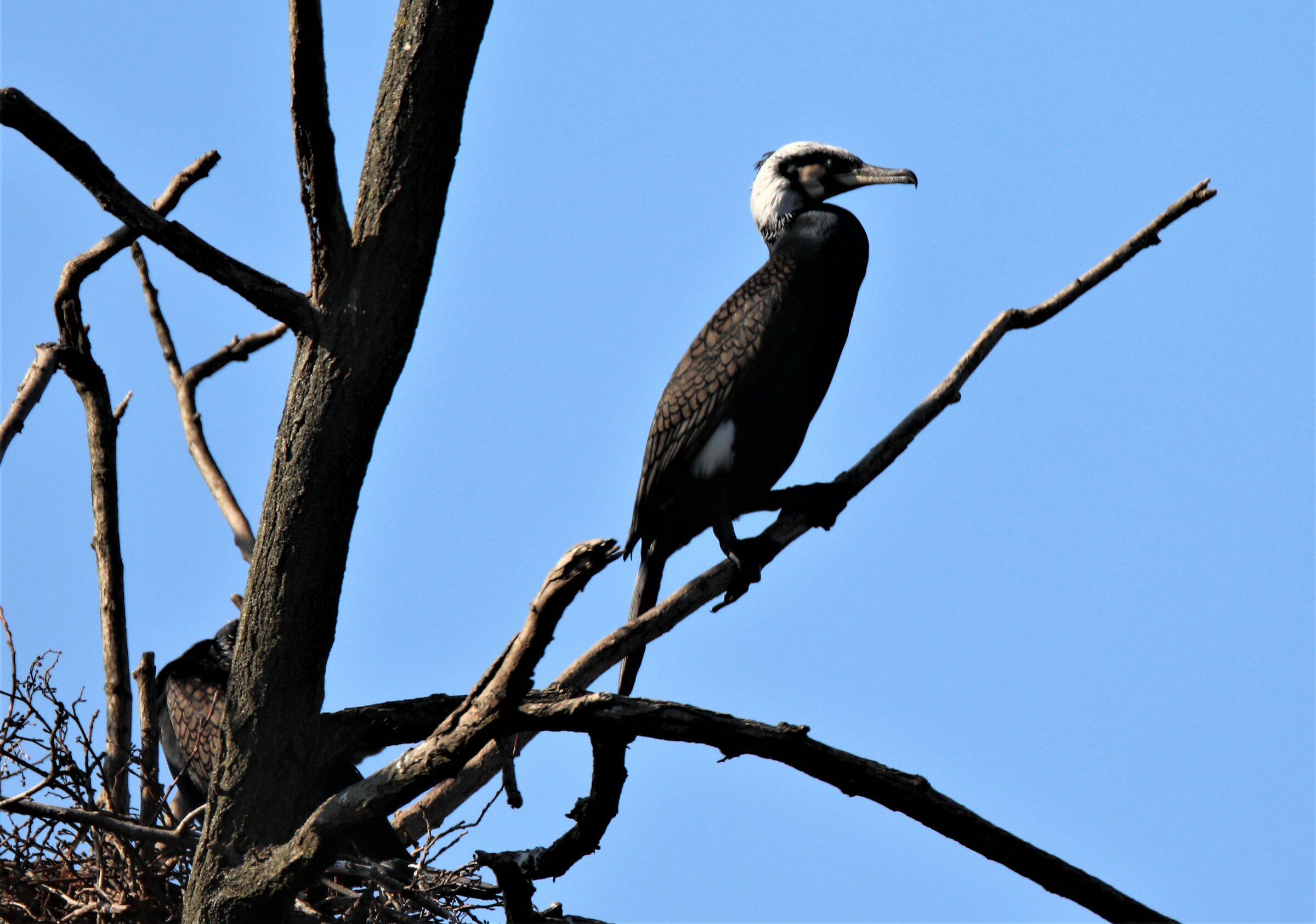 marangone from the tuft