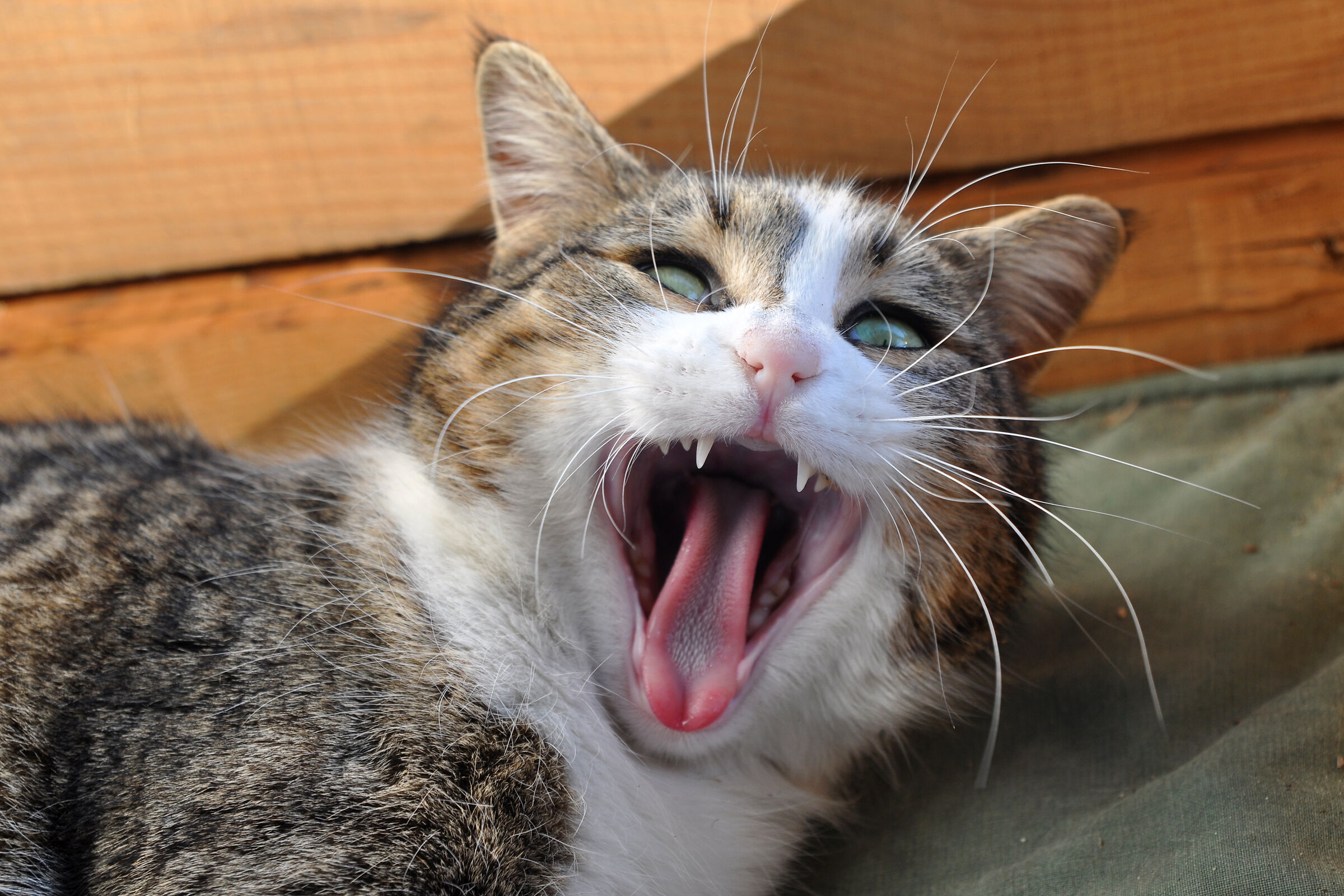 Home Photography Safari