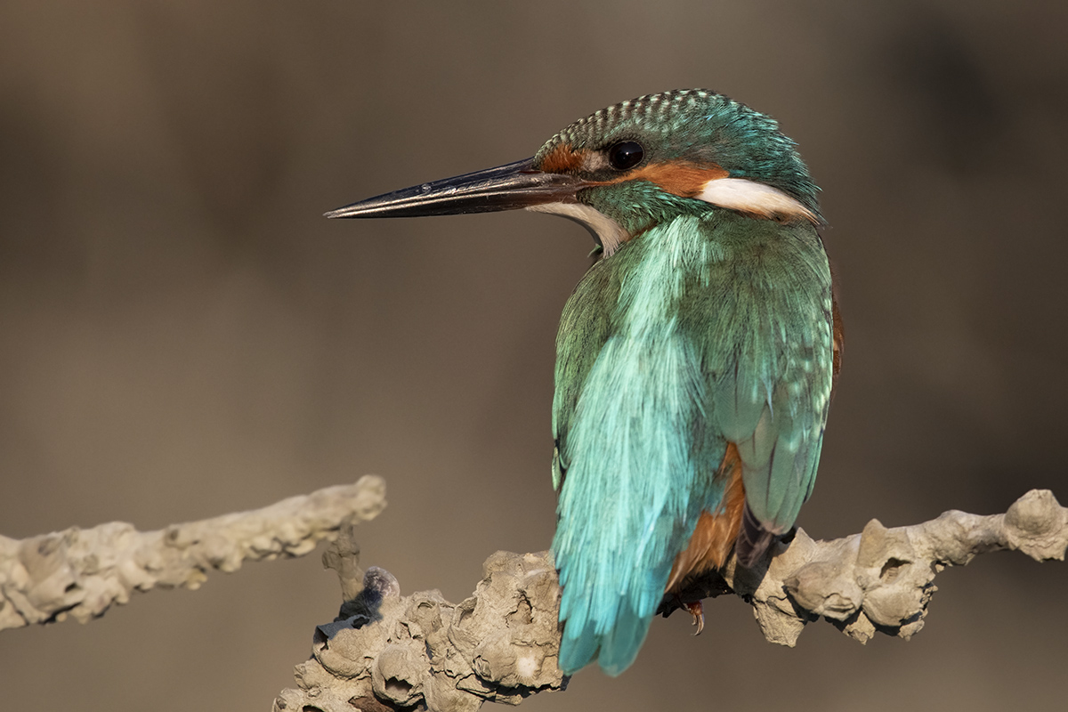 Kingfisher