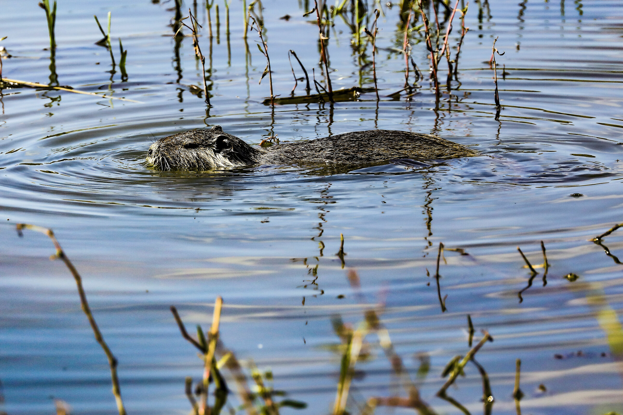 Il girovagare della nutria