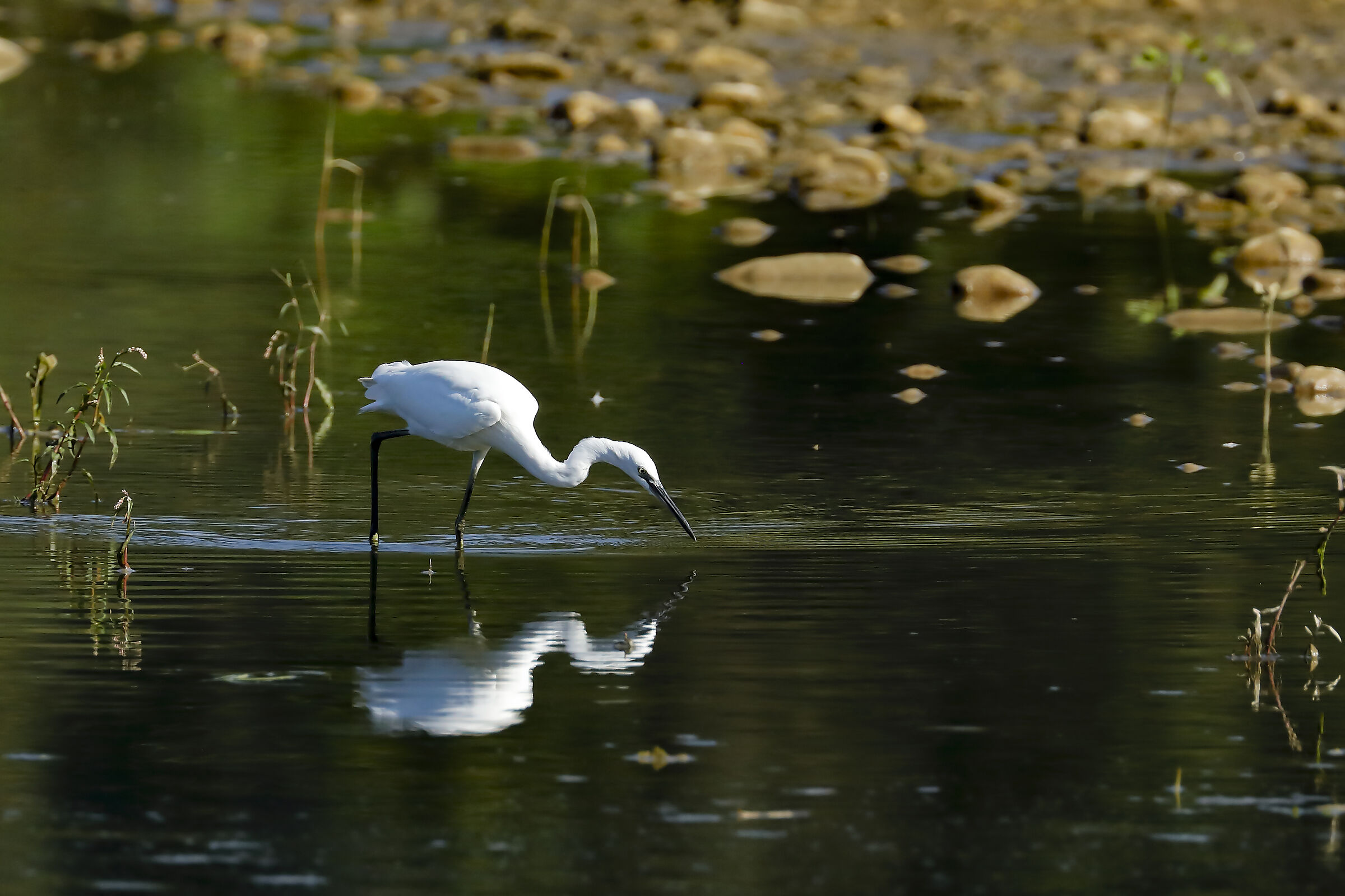 La fame si fa sentire