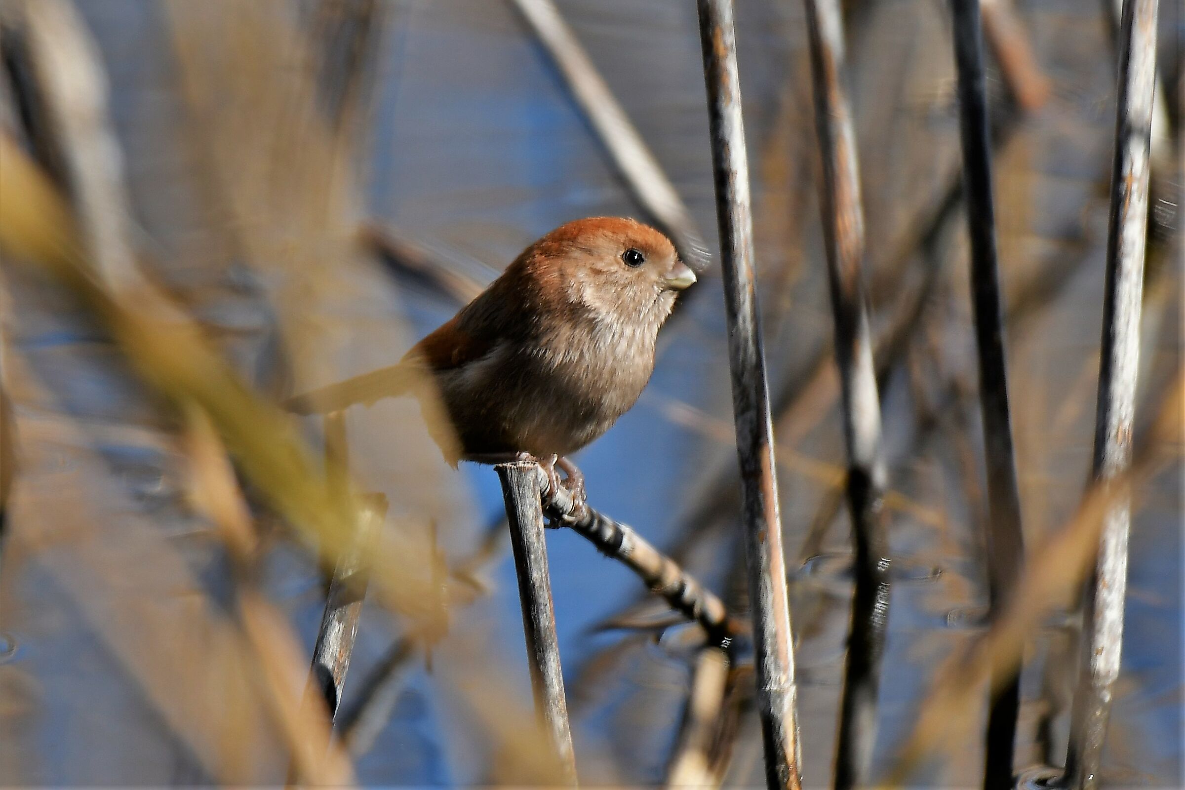 panuro of the varese web