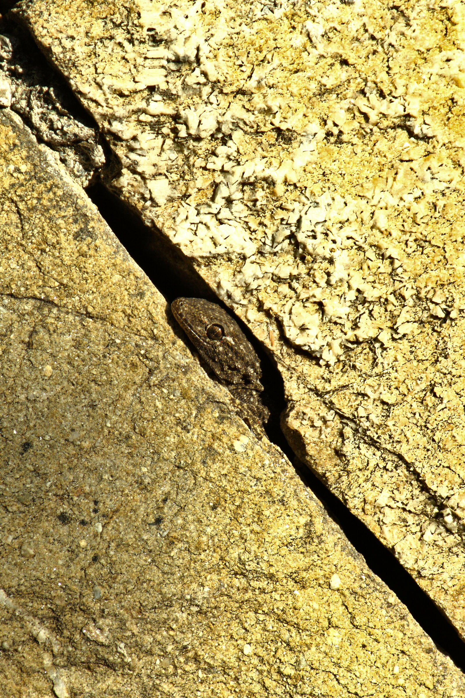 Solo una sbirciatina!