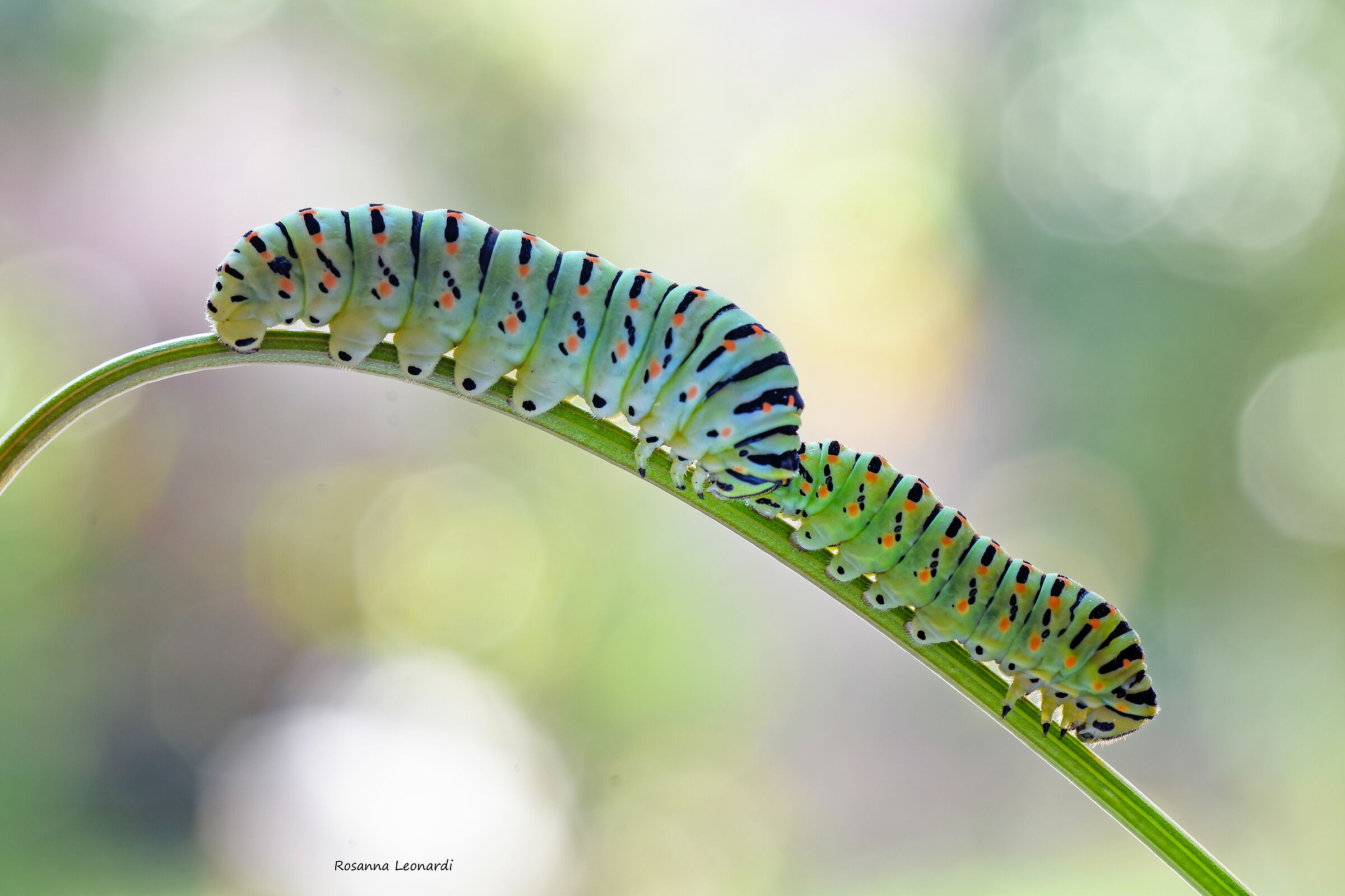 Macon caterpillars