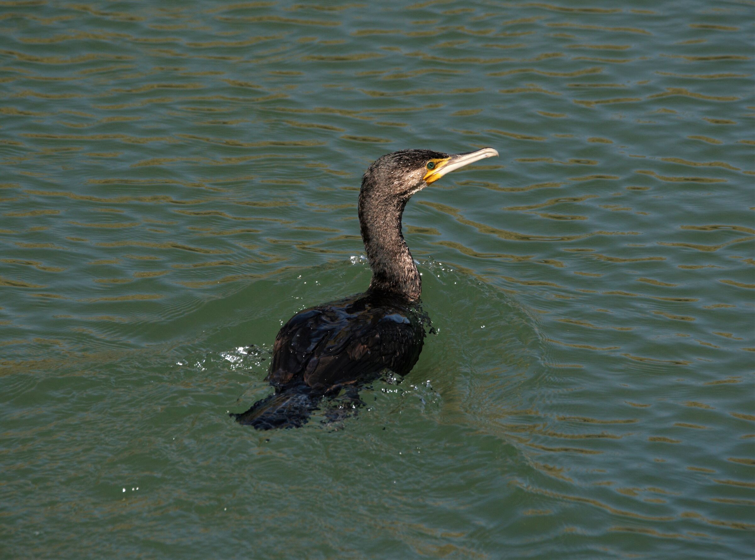 Cormorant