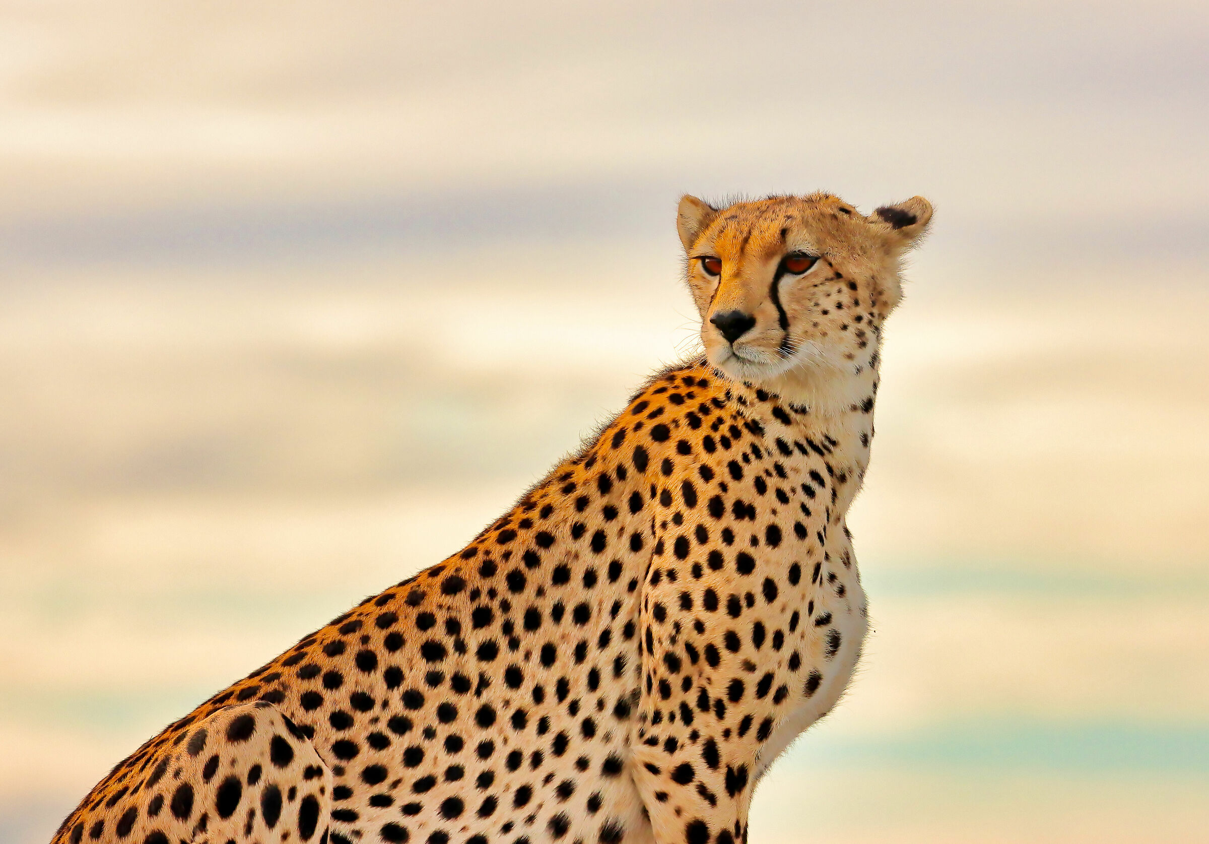 Cheetah posing