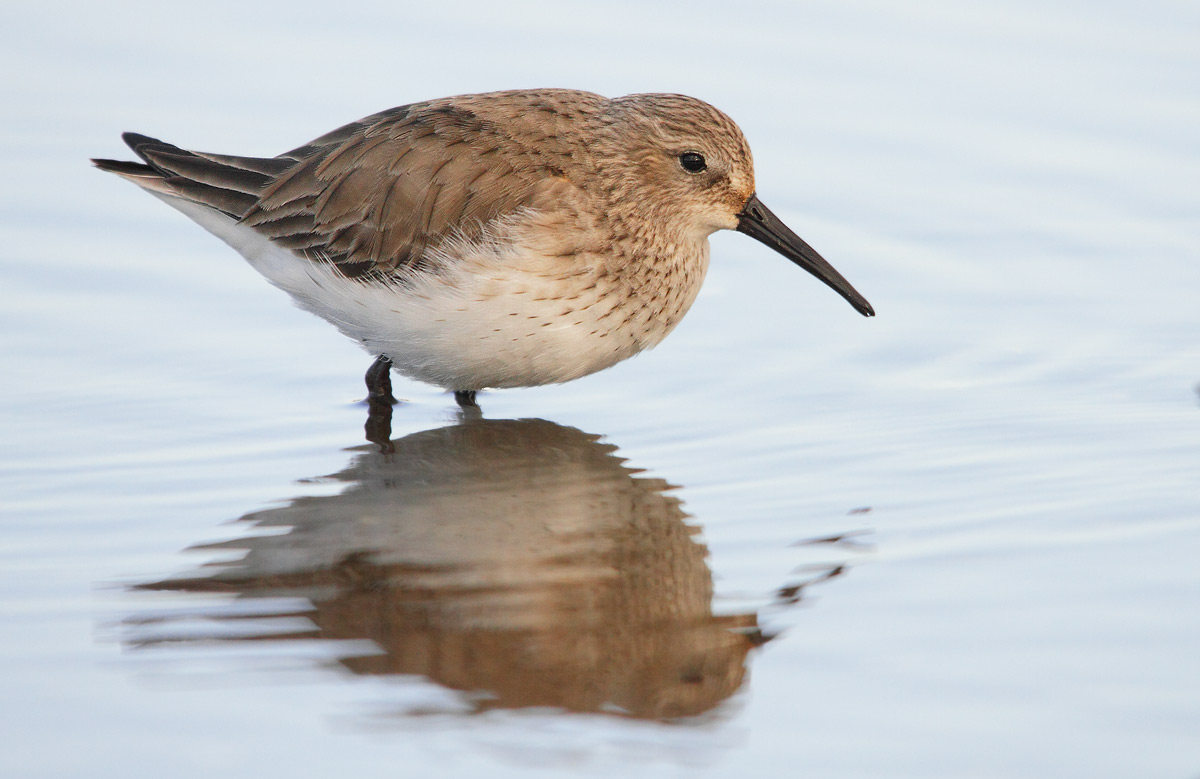 Dunlin
