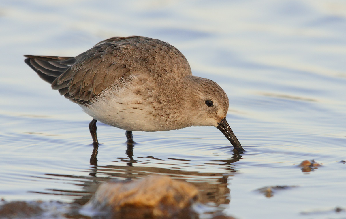 Dunlin