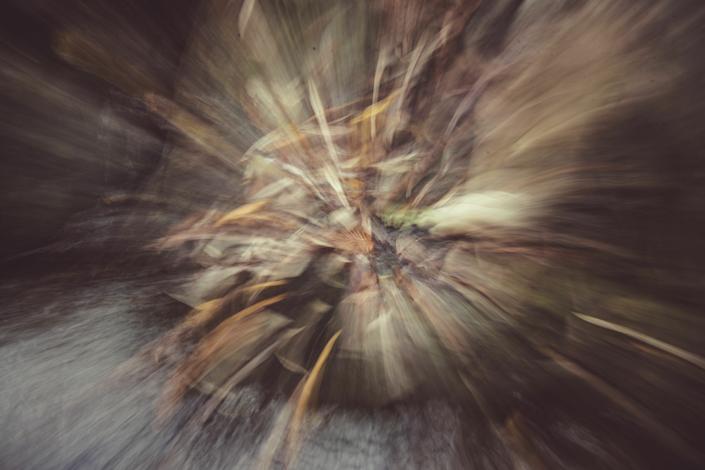 Zooming in the woods