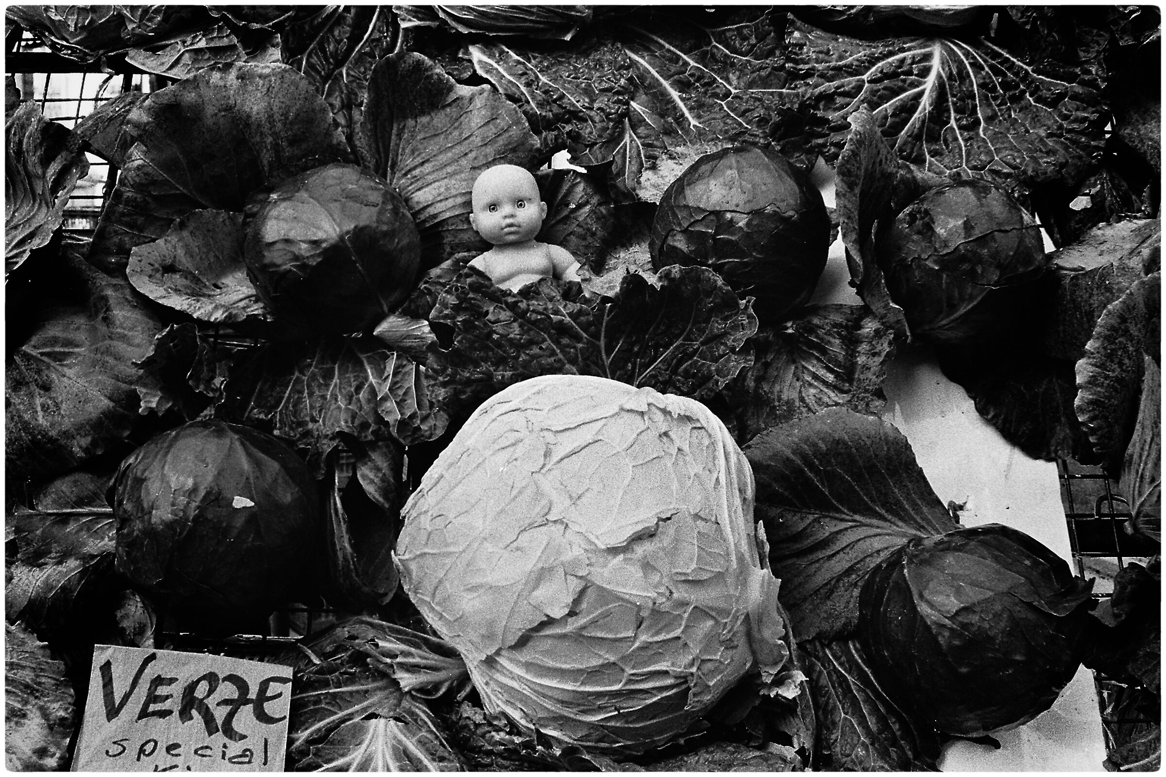 Born under a cabbage!