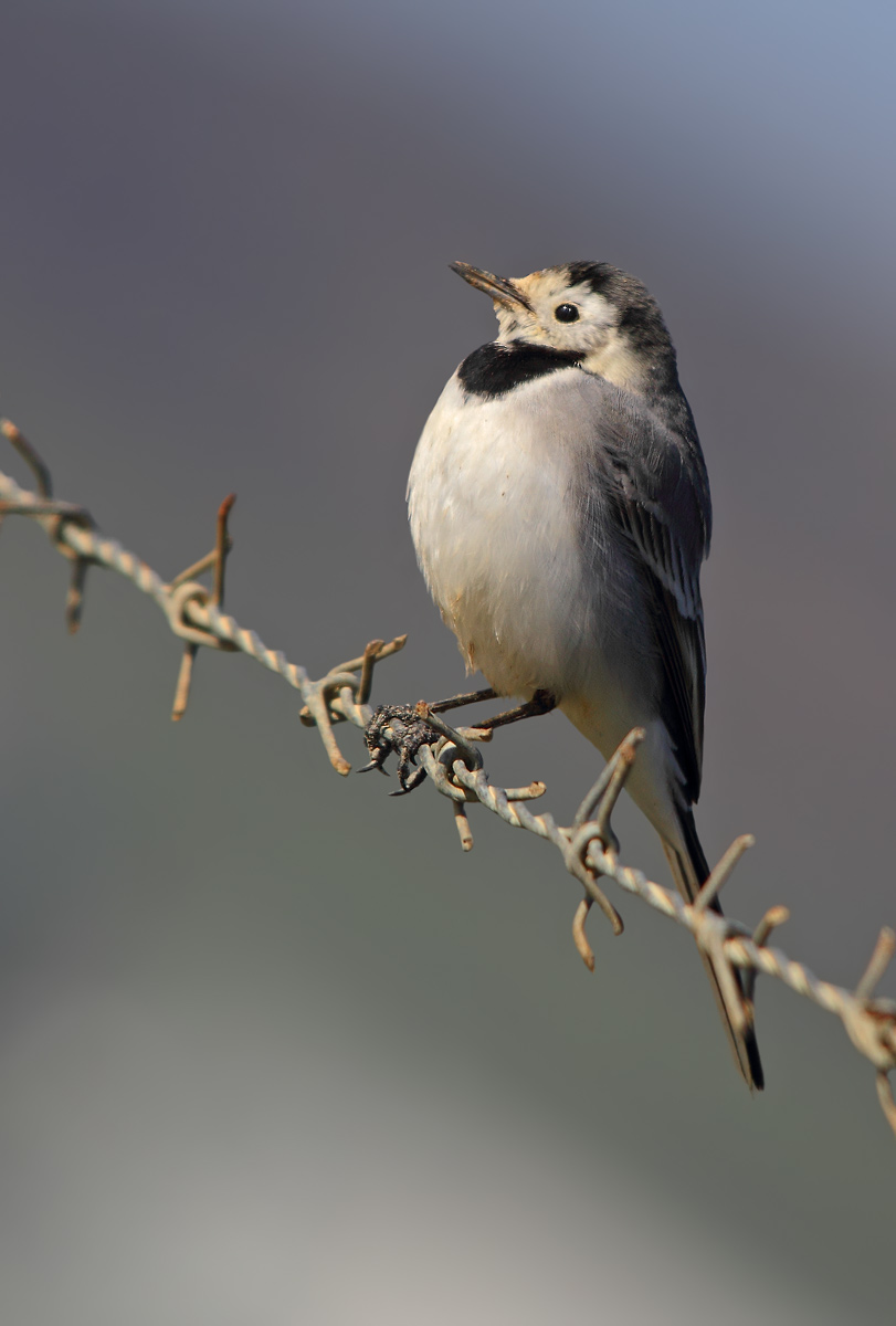 White Wagtail