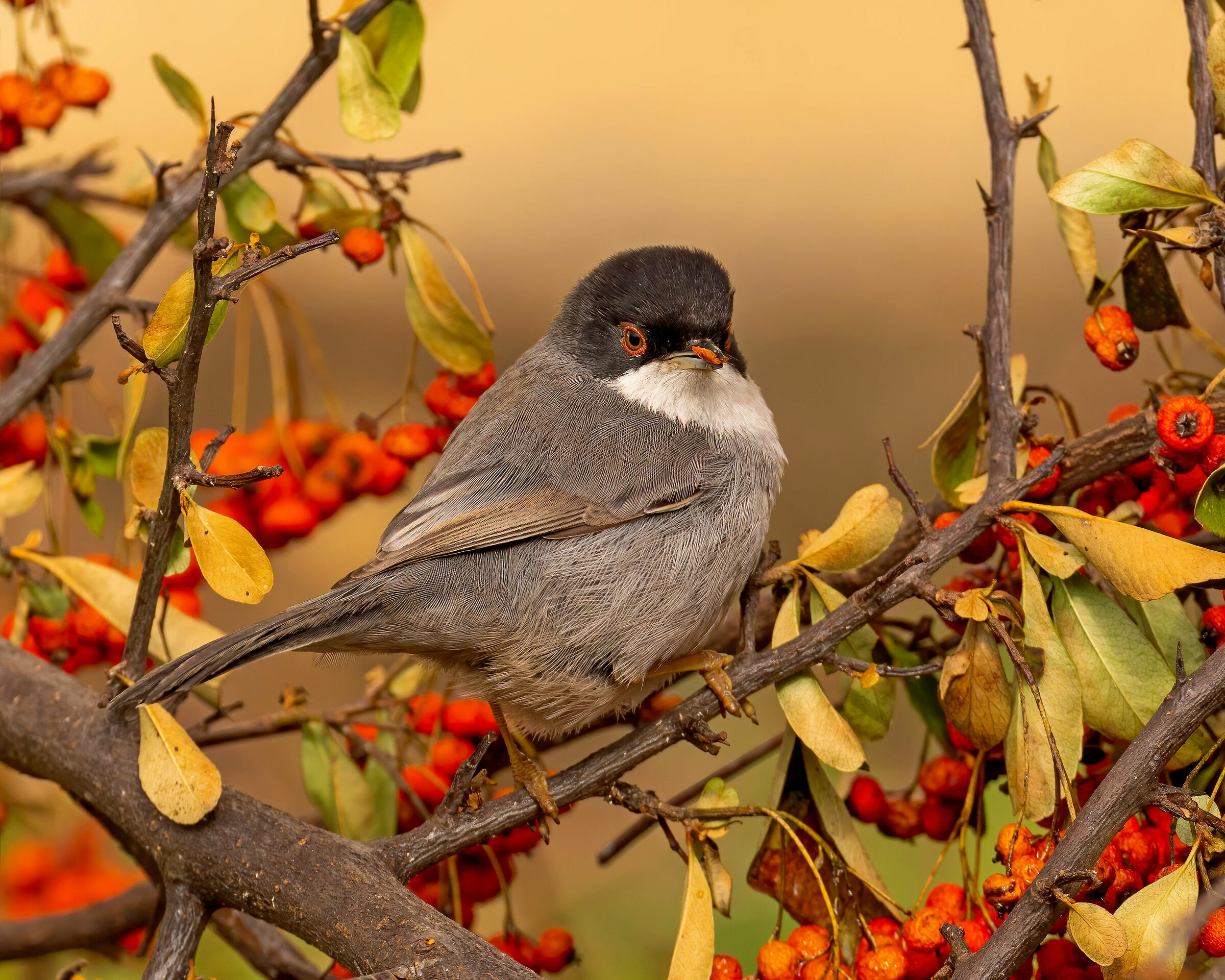 Occhiocotto al pasto bacche di biancospino
