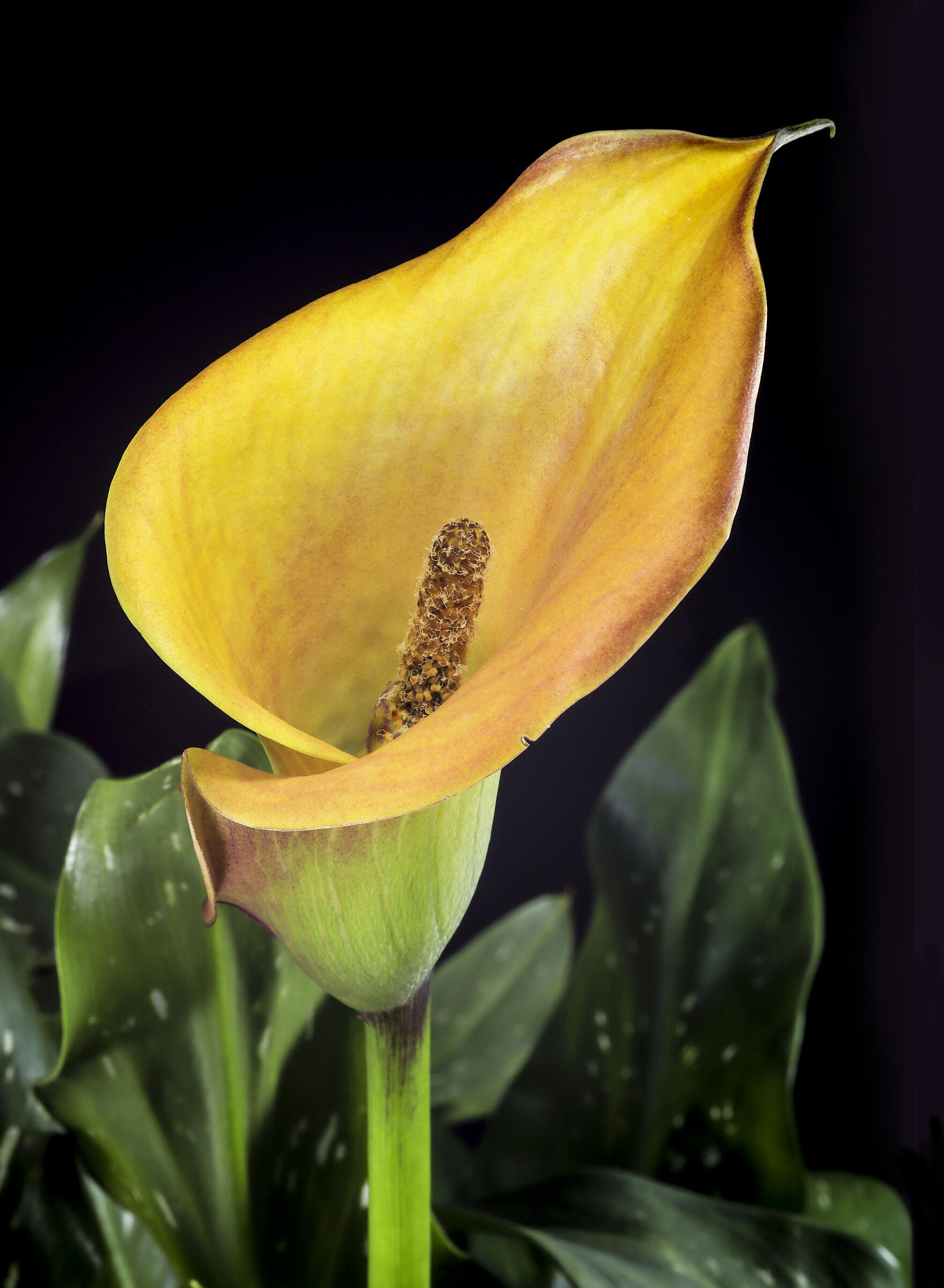 Dedicata a tutte le donne