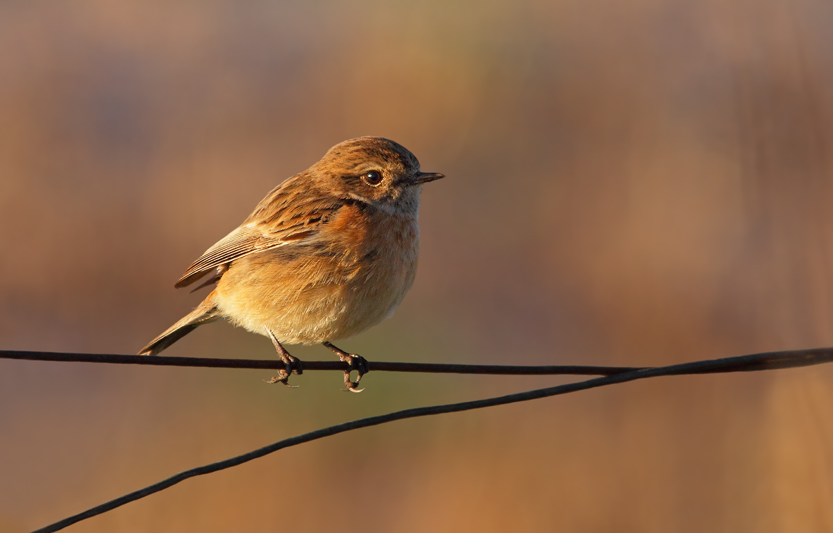 Stonechat