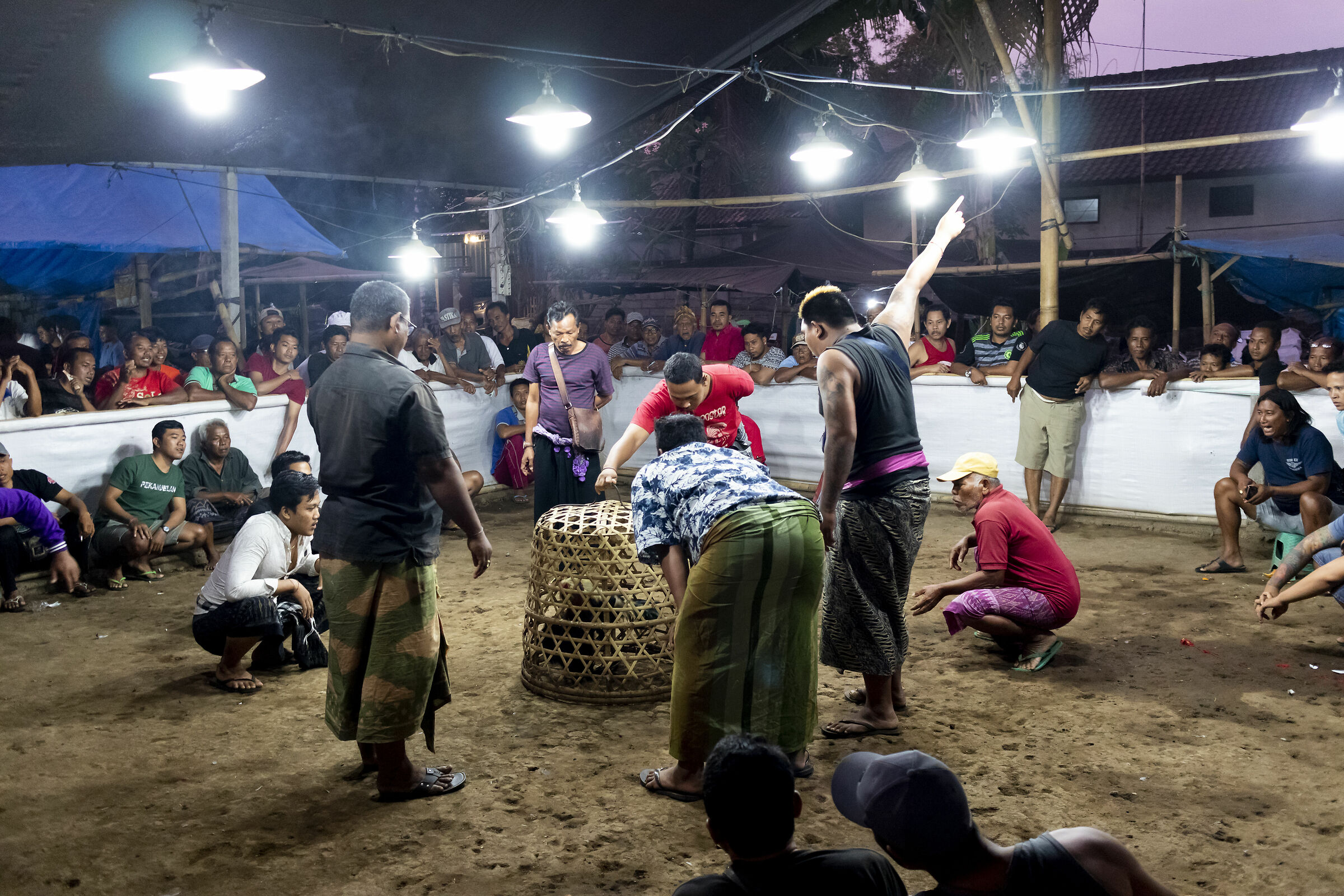 Cockfighting in Bali