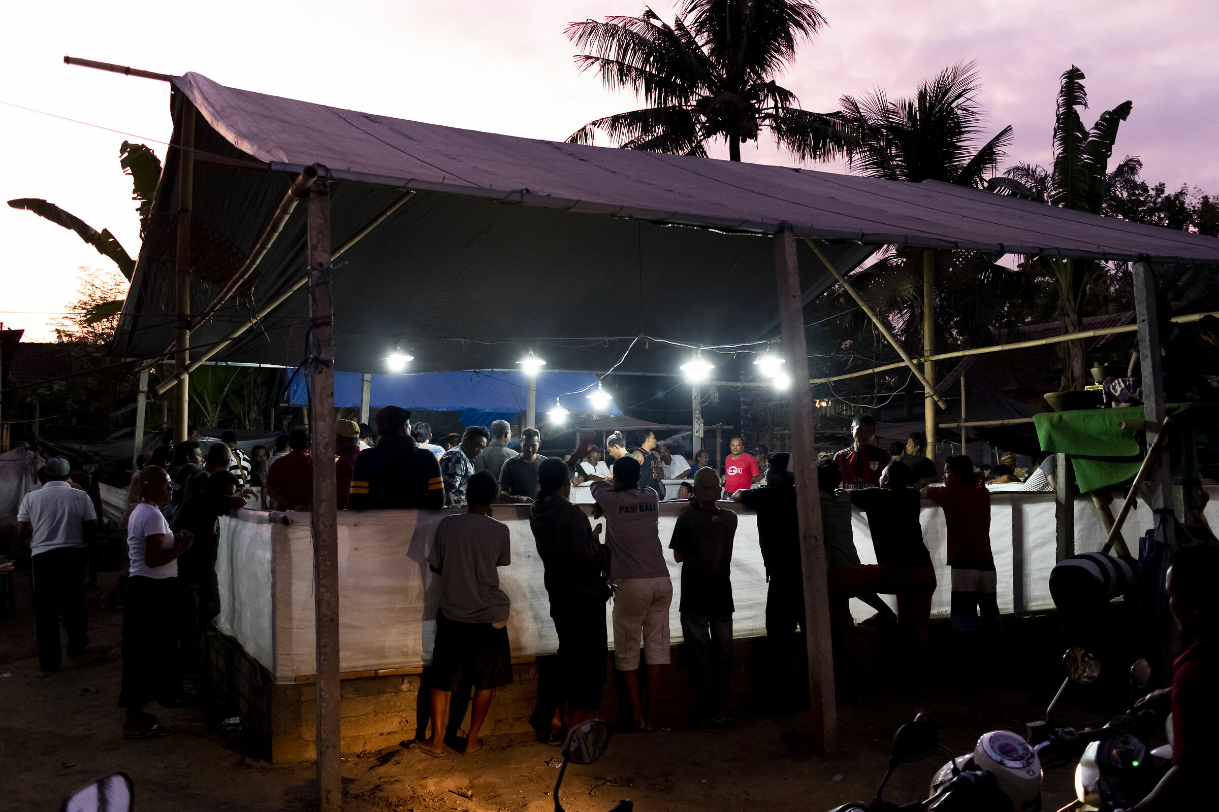 Cockfighting in Bali