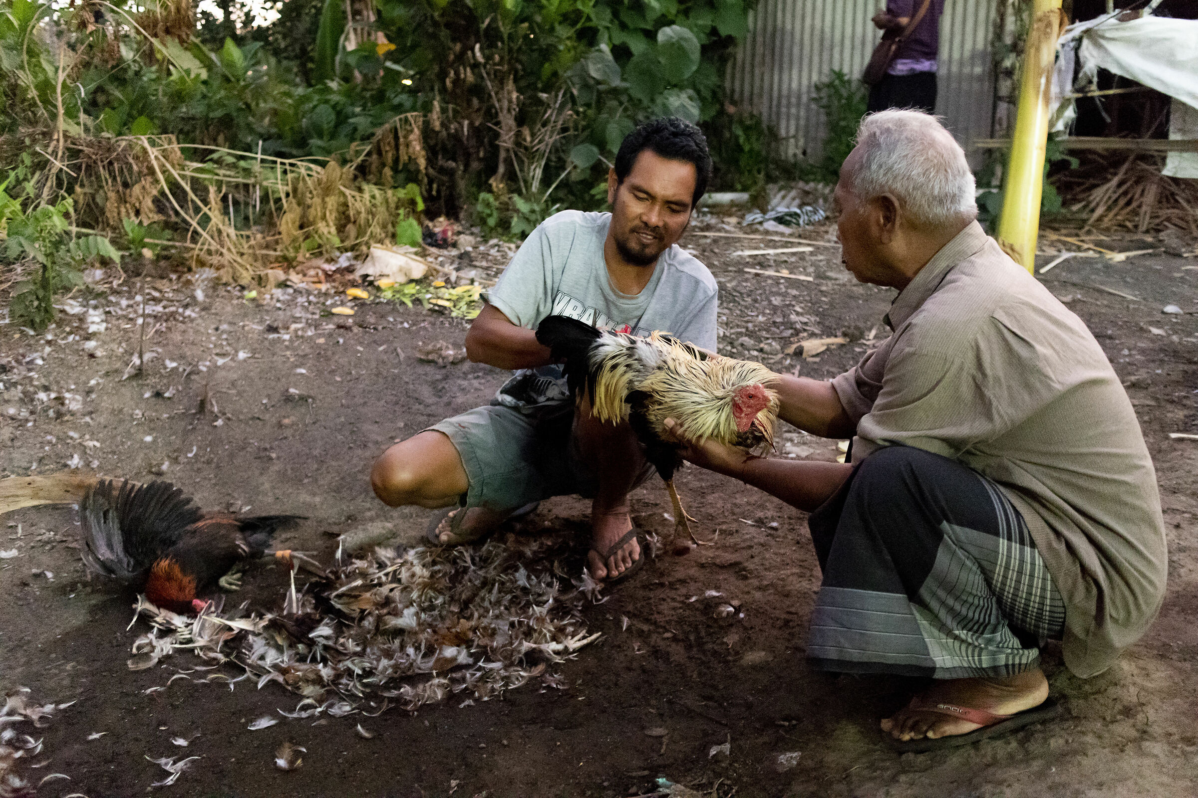 Cockfighting in Bali