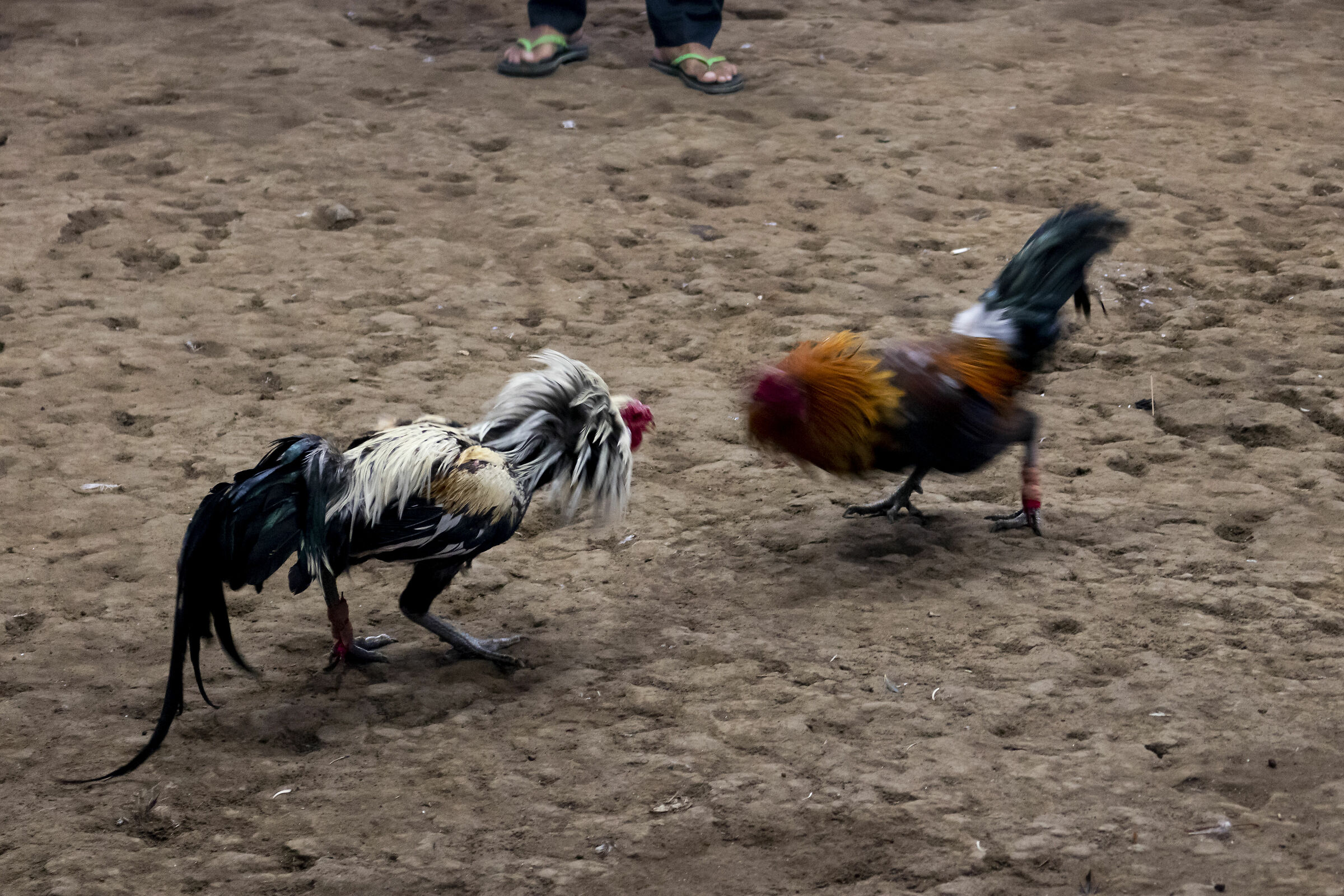 Cockfighting in Bali