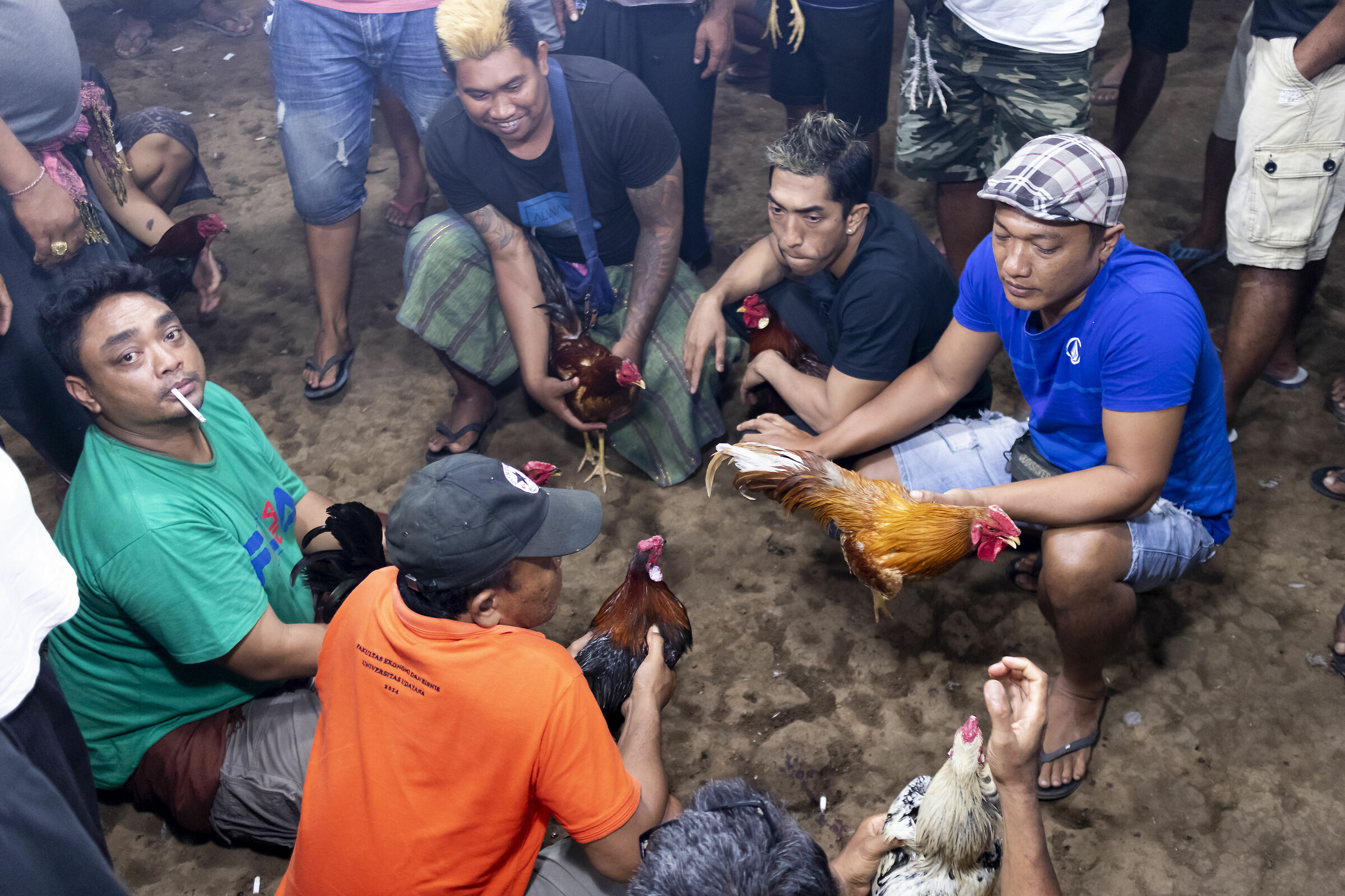 Cockfighting in Bali