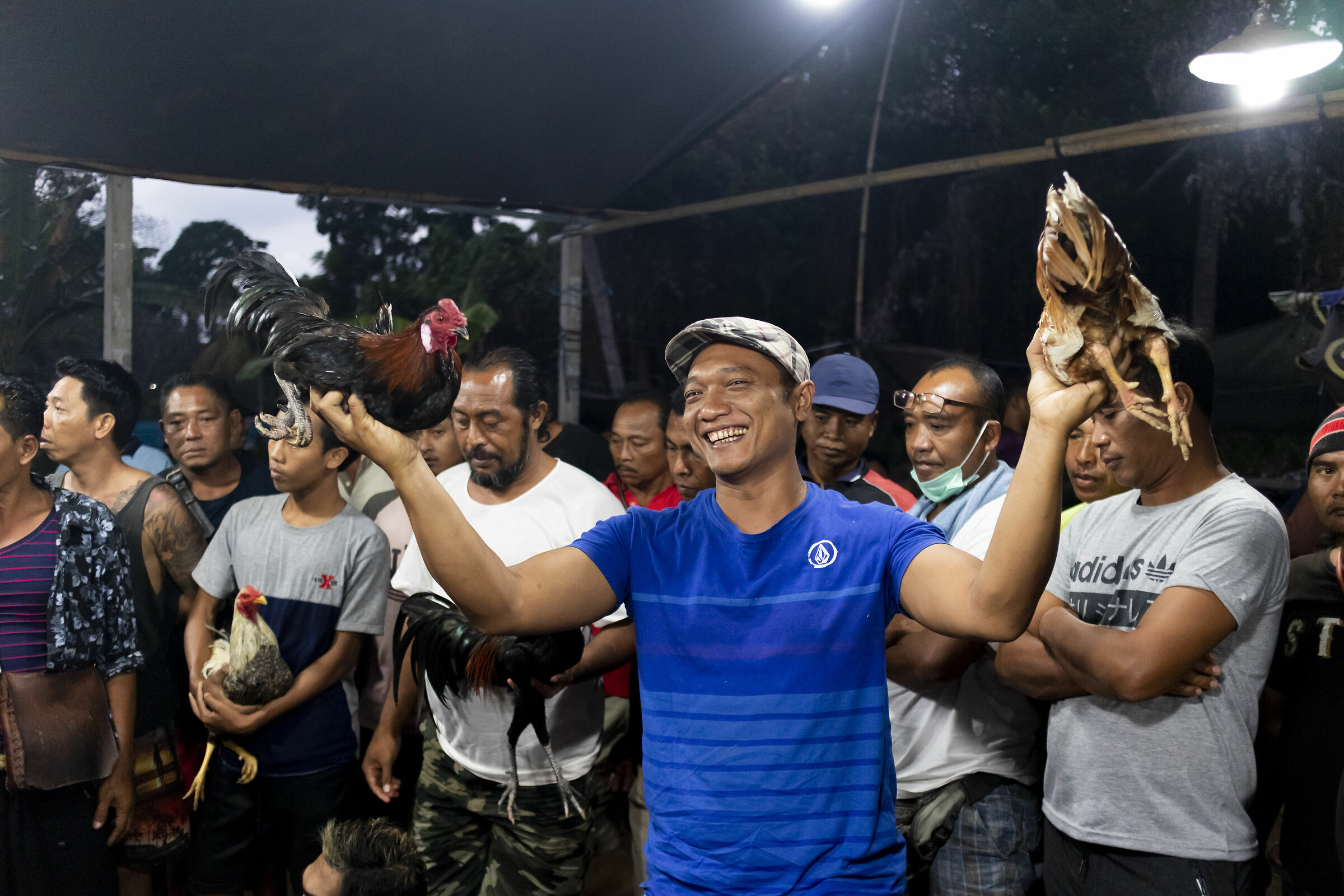 Cockfighting in Bali