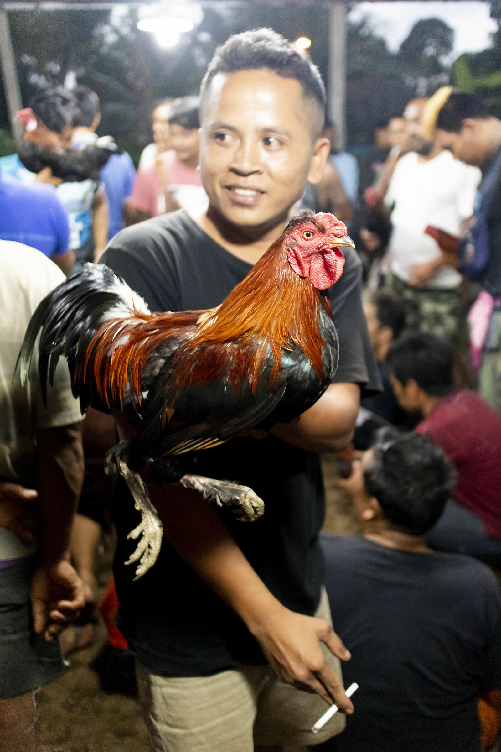 Cockfighting in Bali