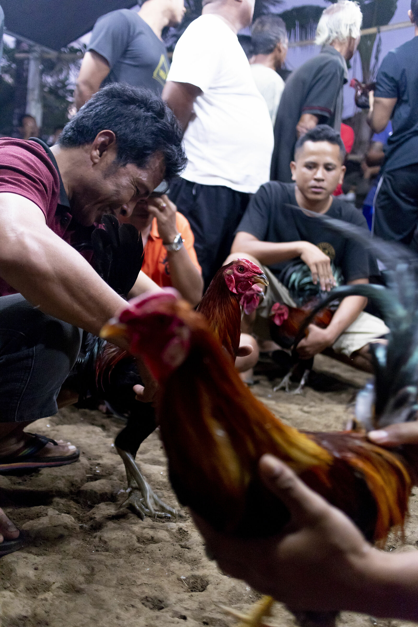 Cockfighting in Bali