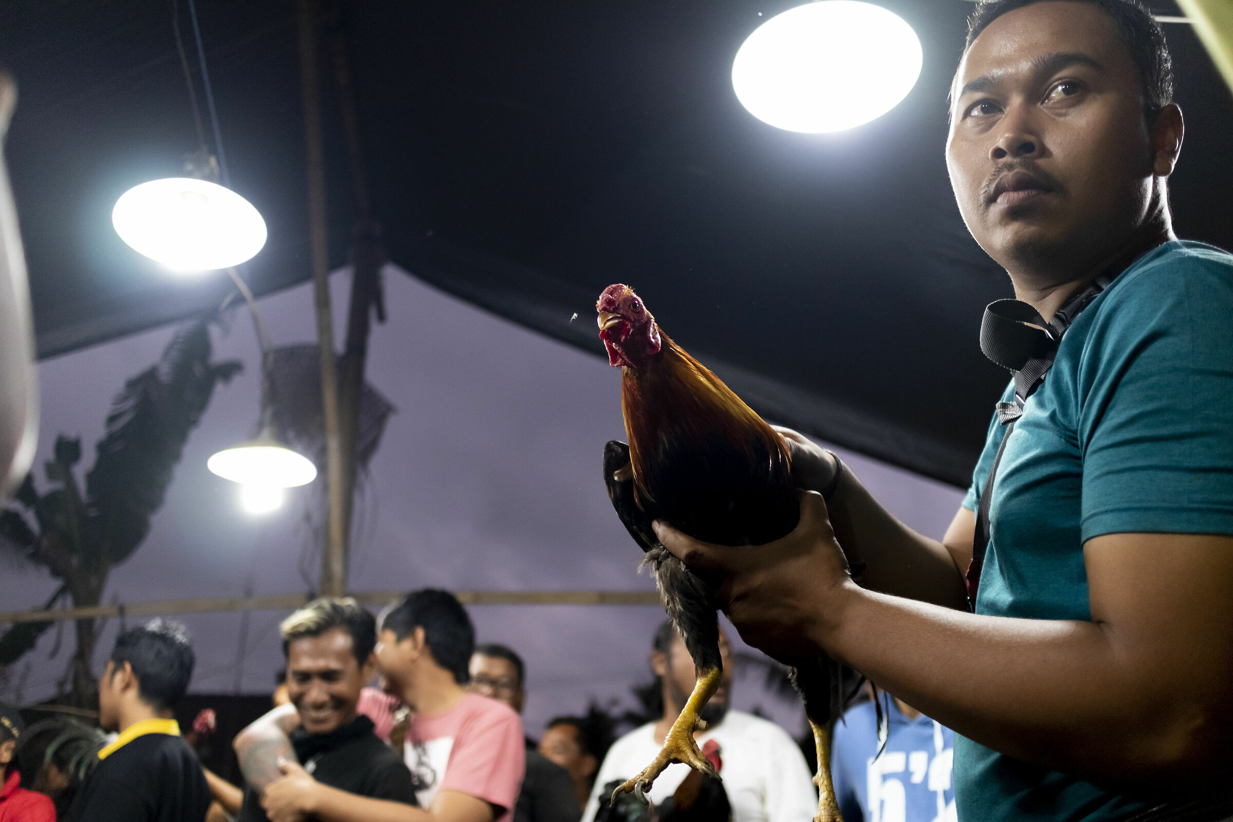 Cockfighting in Bali