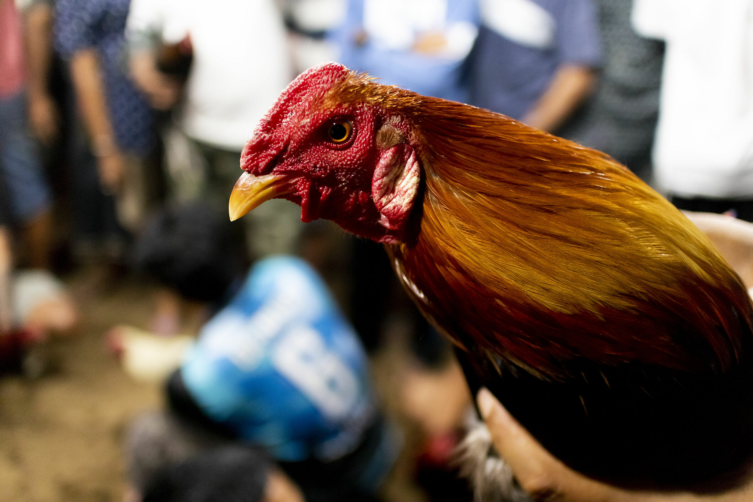 Cockfighting in Bali