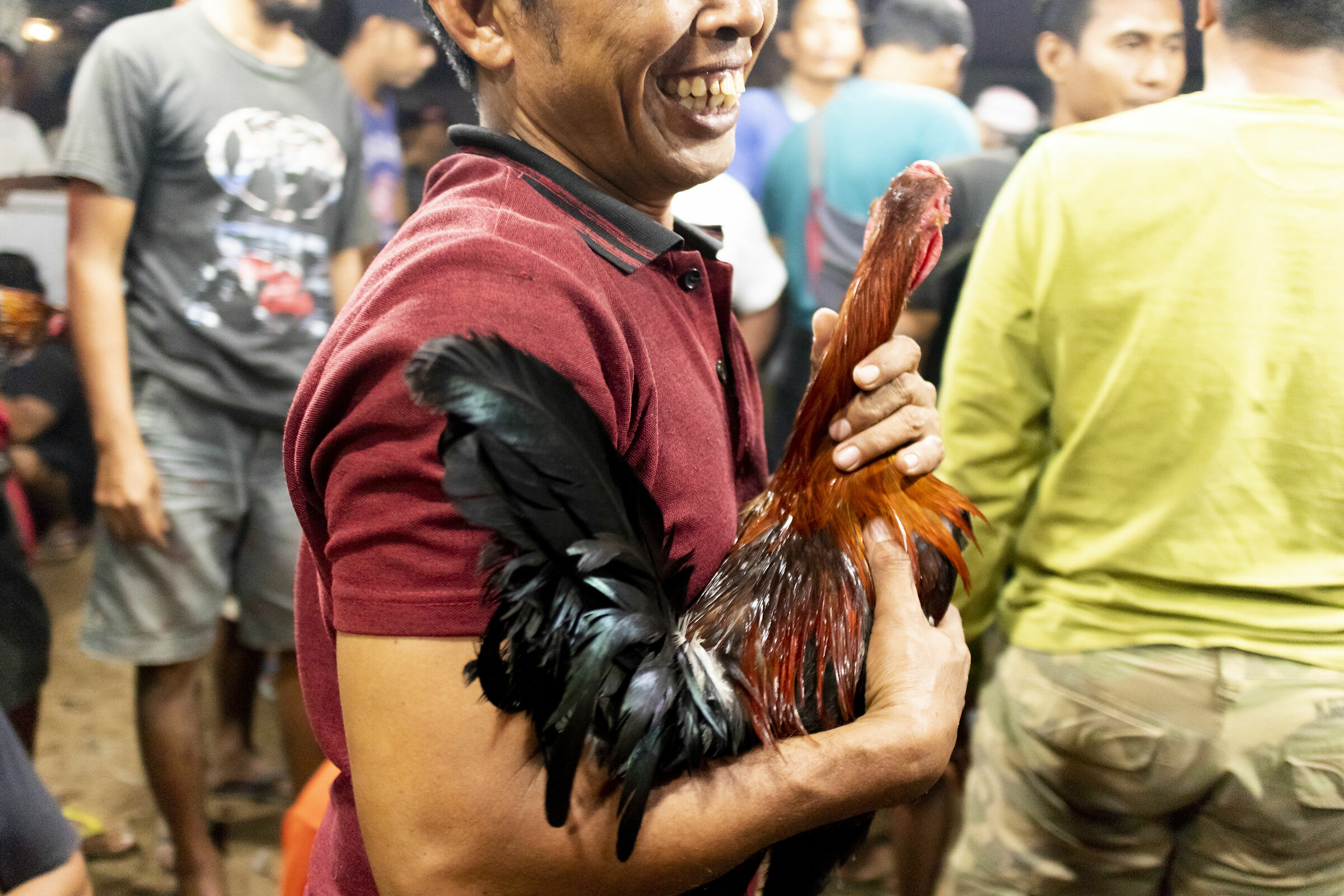 Cockfighting in Bali