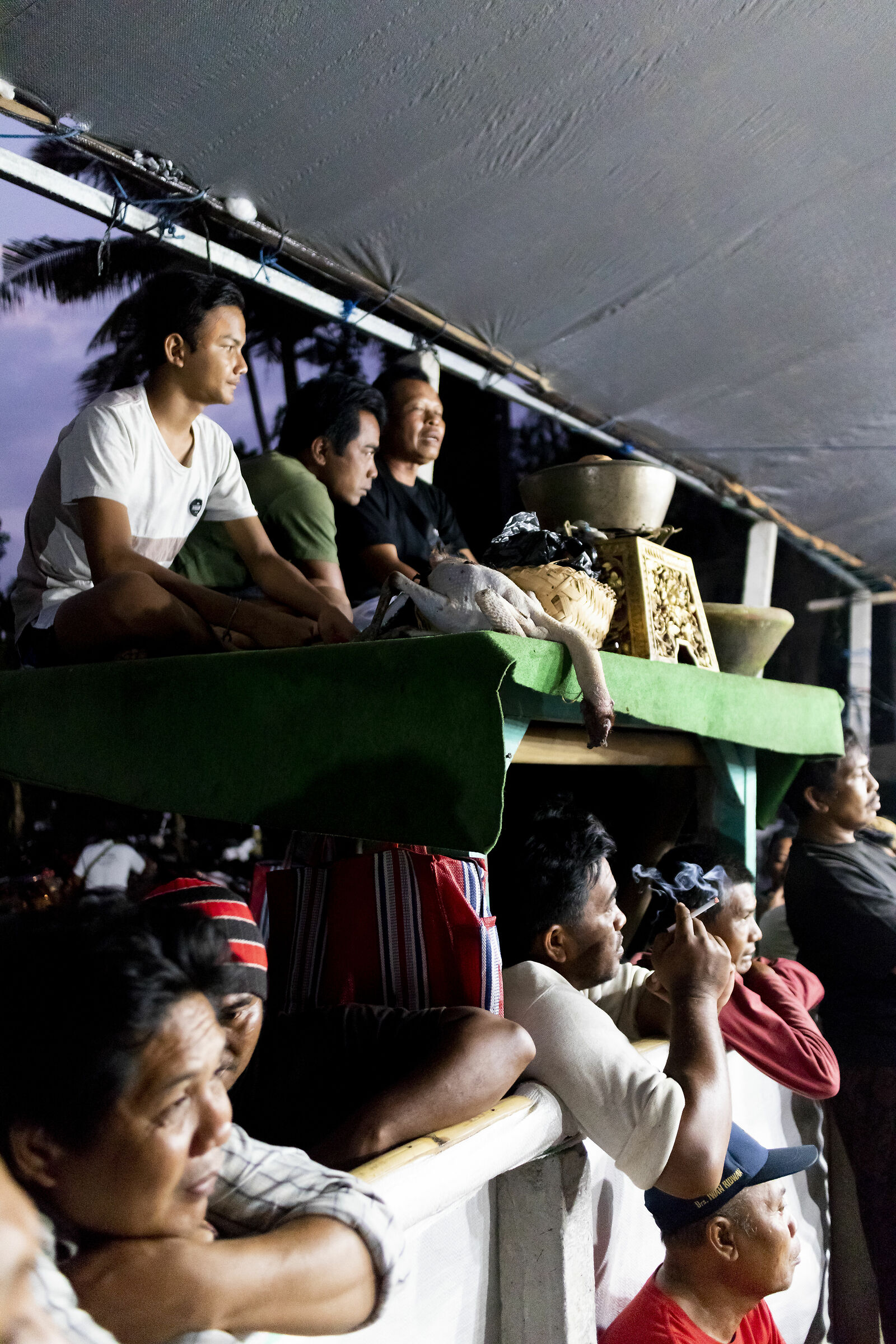 Cockfighting in Bali