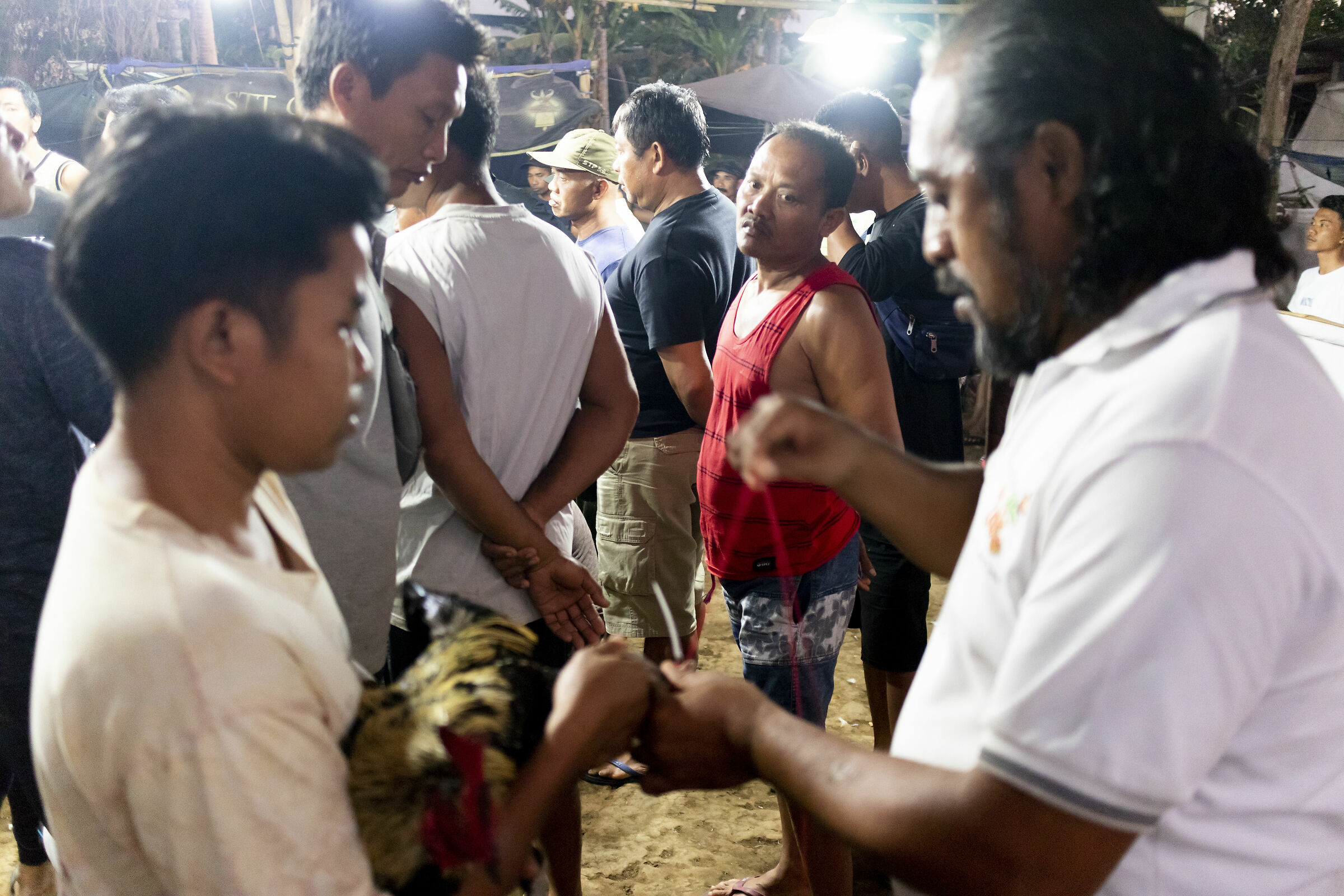 Cockfighting in Bali