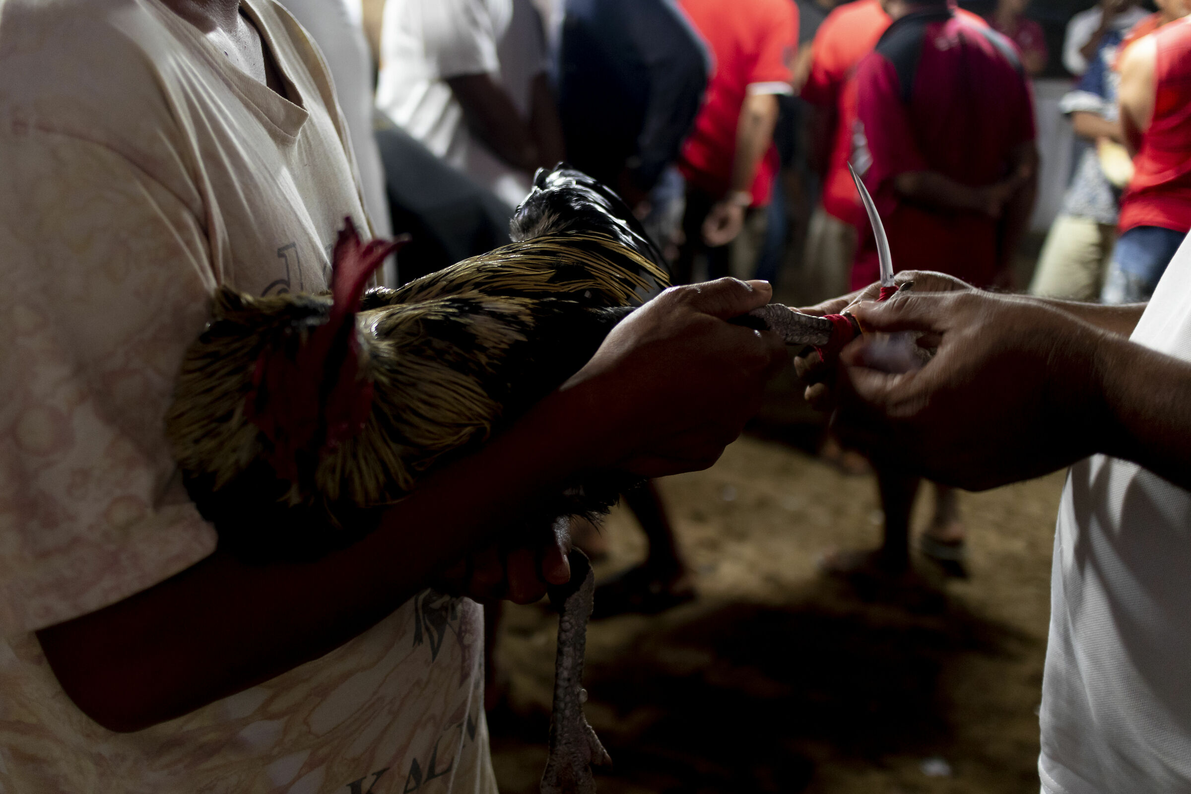 Cockfighting in Bali