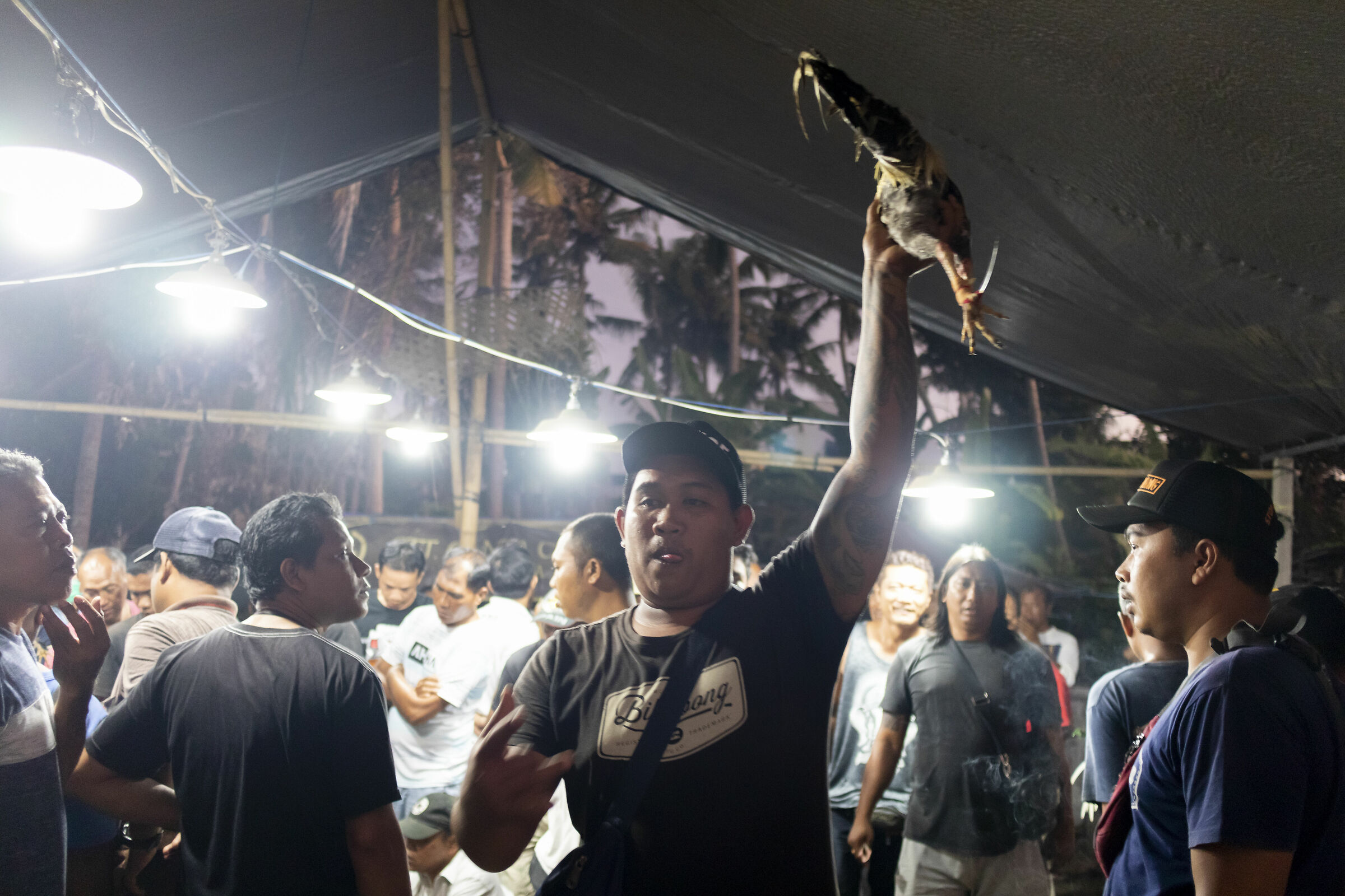 Cockfighting in Bali