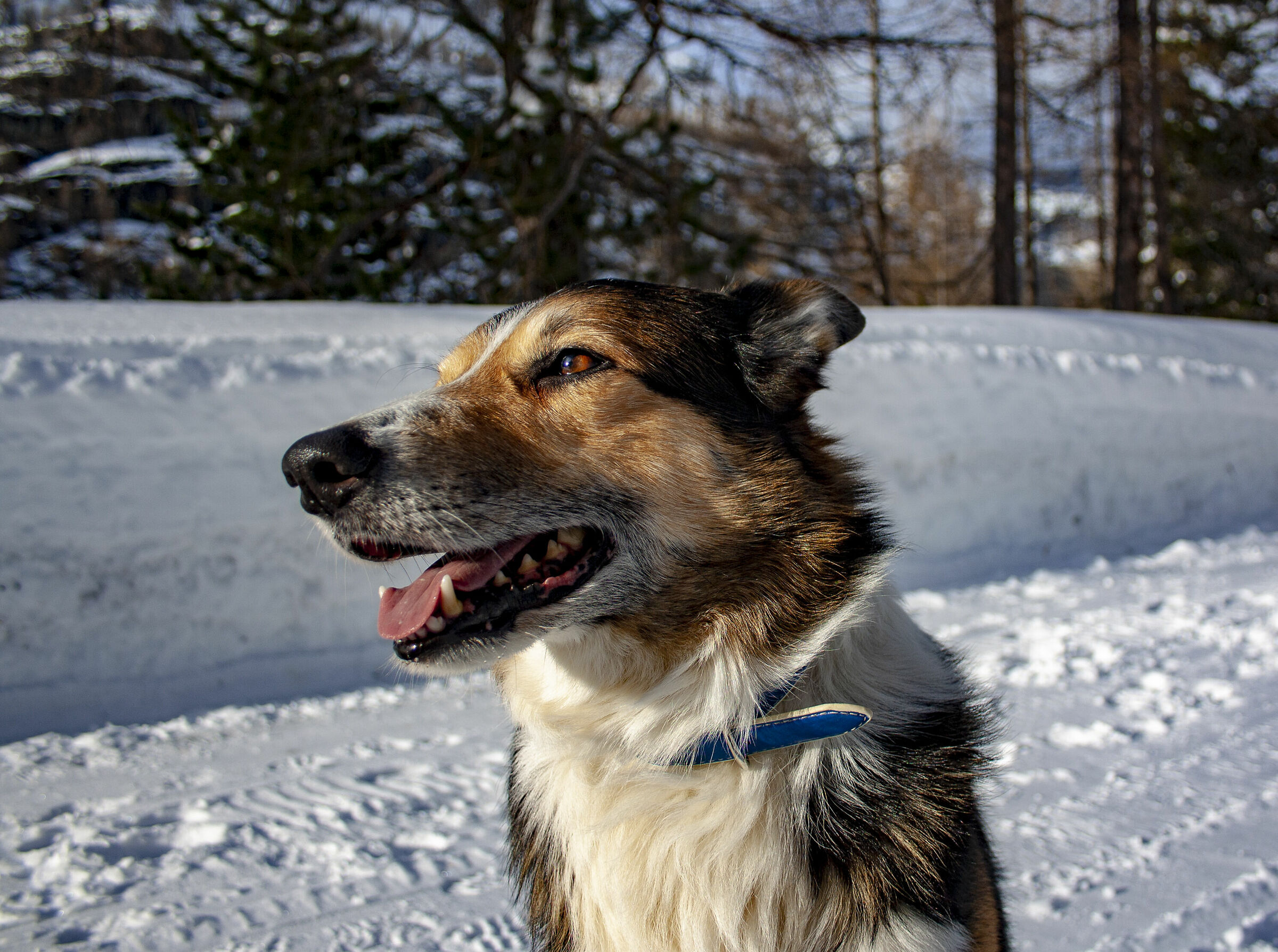 Wilson at high altitude