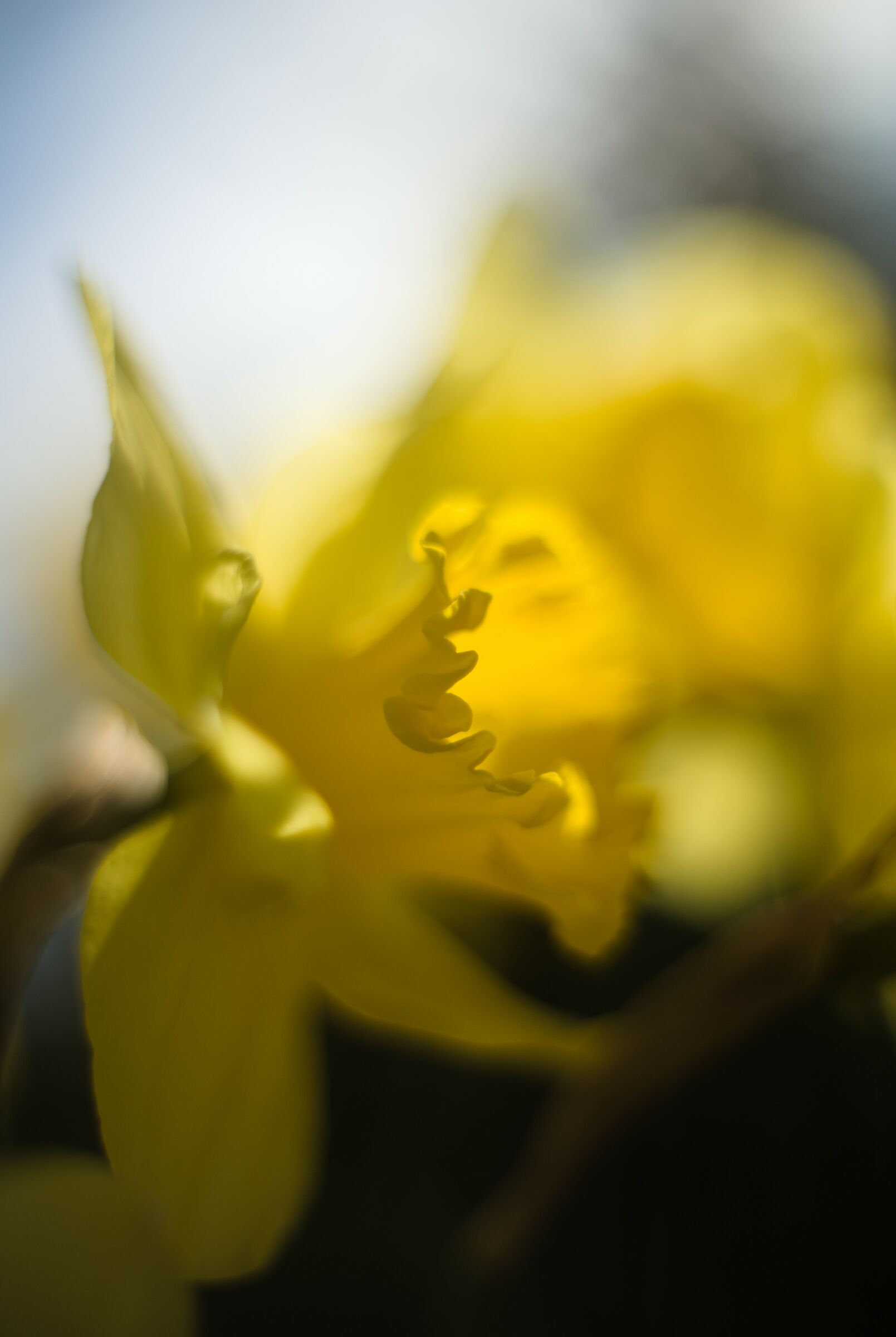 Narciso / Auto-Miranda 50mm f/1.4  1967circa